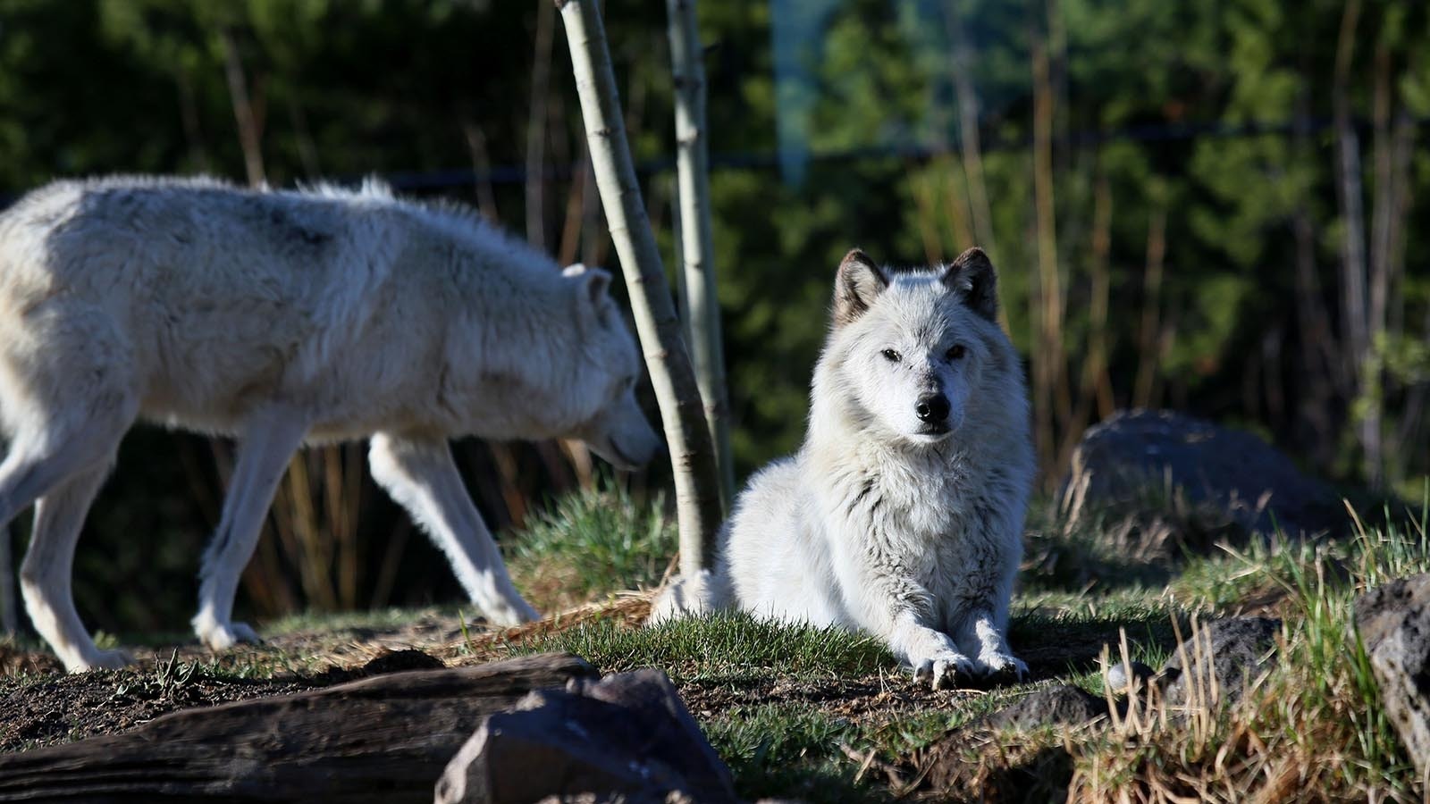 A pair of wolves just outside of Yellowstone National Park in Wyoming.