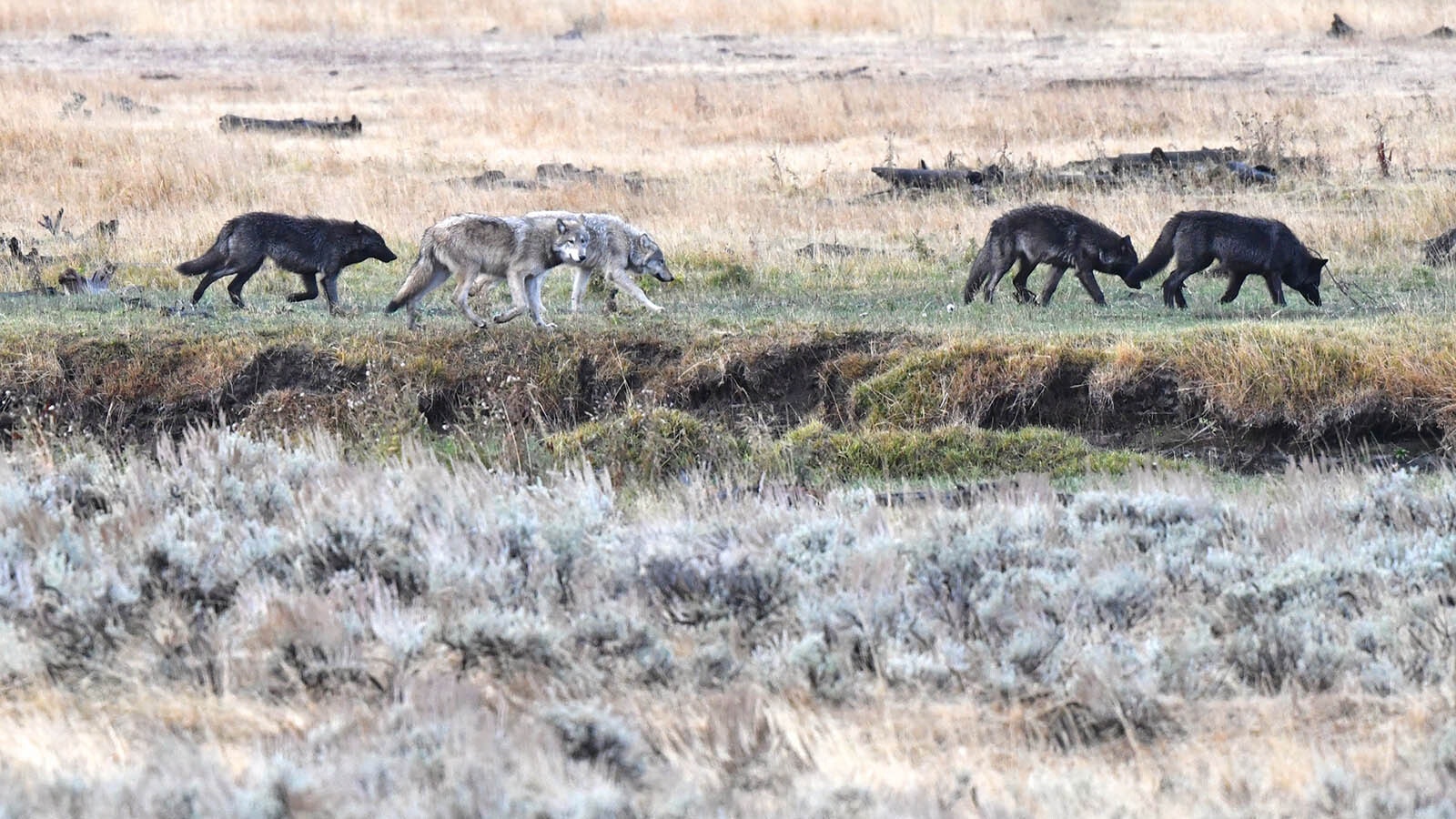 A pack of wolves in Yellowstone National Park.