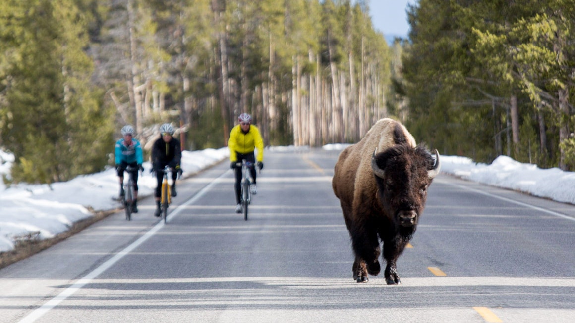 Yellowstone Tom Robertson
