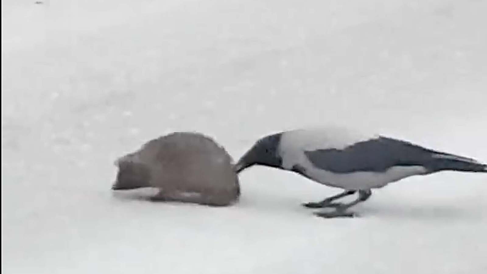 You still here video 4 2 25