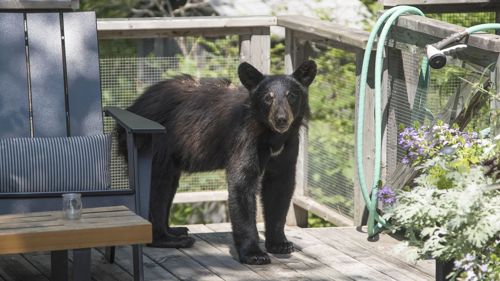 A young black bear on the deck of a home in this file photo. Wyoming Game and Fish officials had to put down a young black bear Tuesday that had broken into two houses in Big Horn and was found on the porch of another.