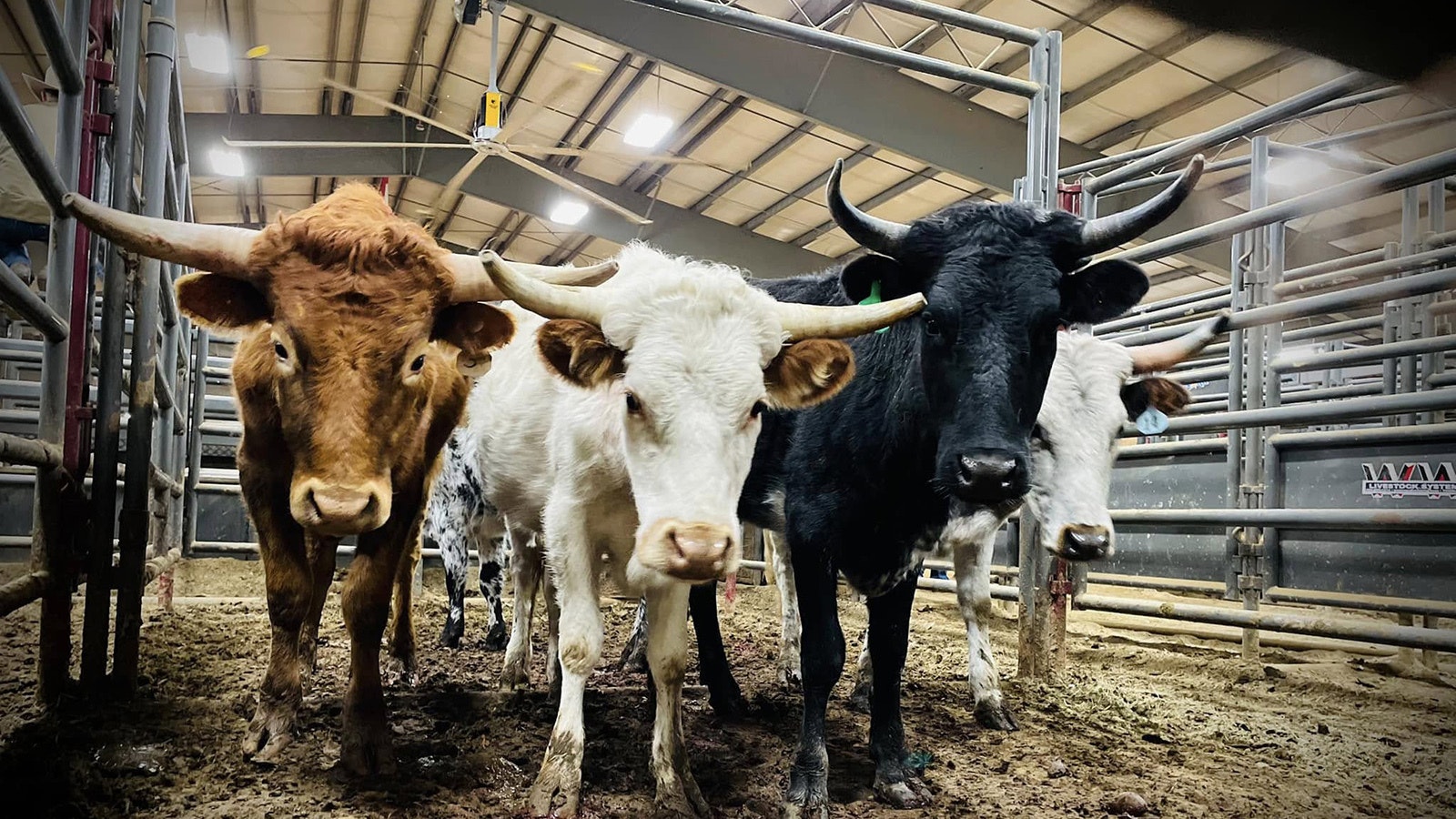 The steers young rodeo riders learn their sport on.