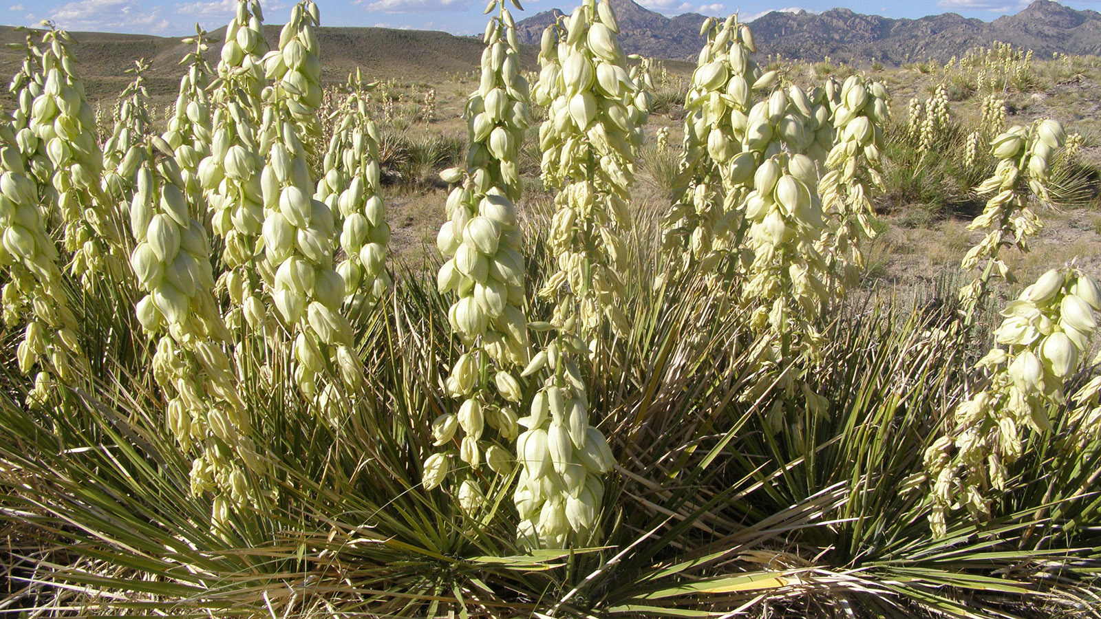 Yucca glauca photographed in Central Wyoming.