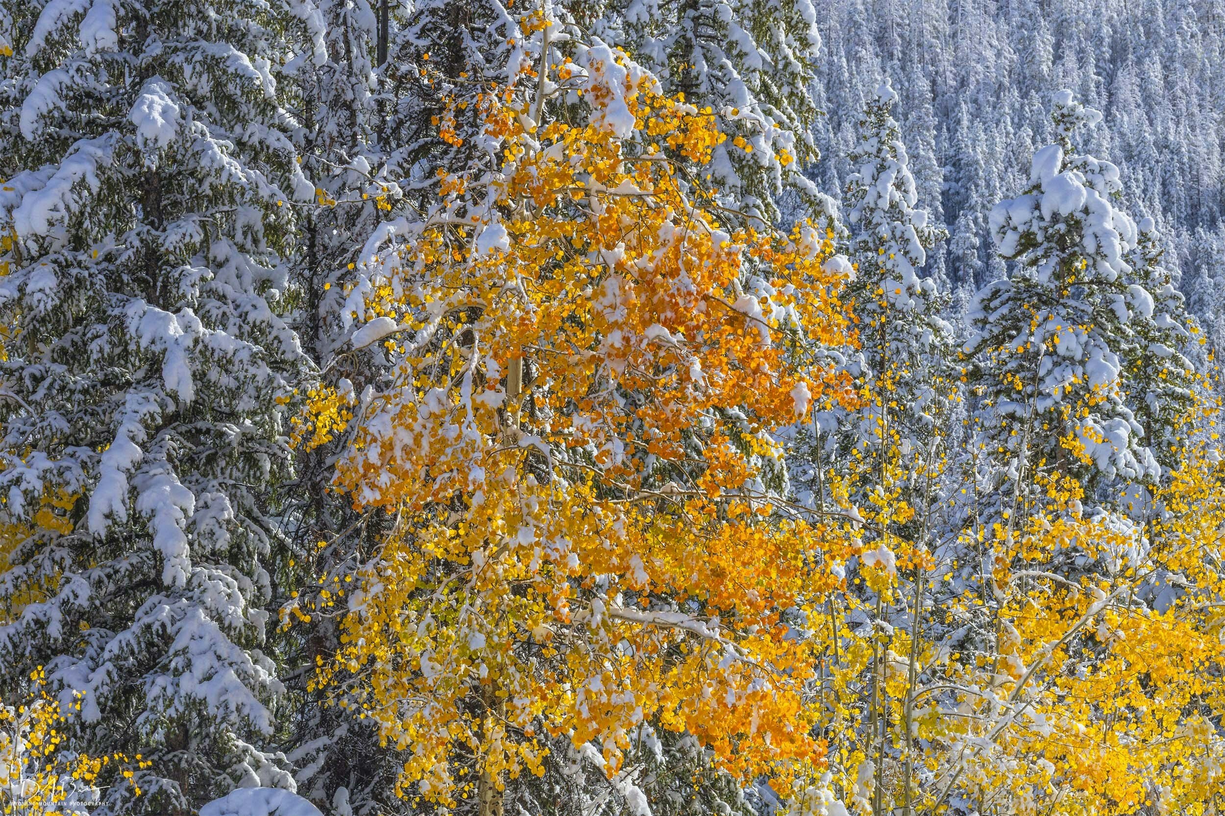 Beautiful Colored Snow. Skyline Drive above Pinedale