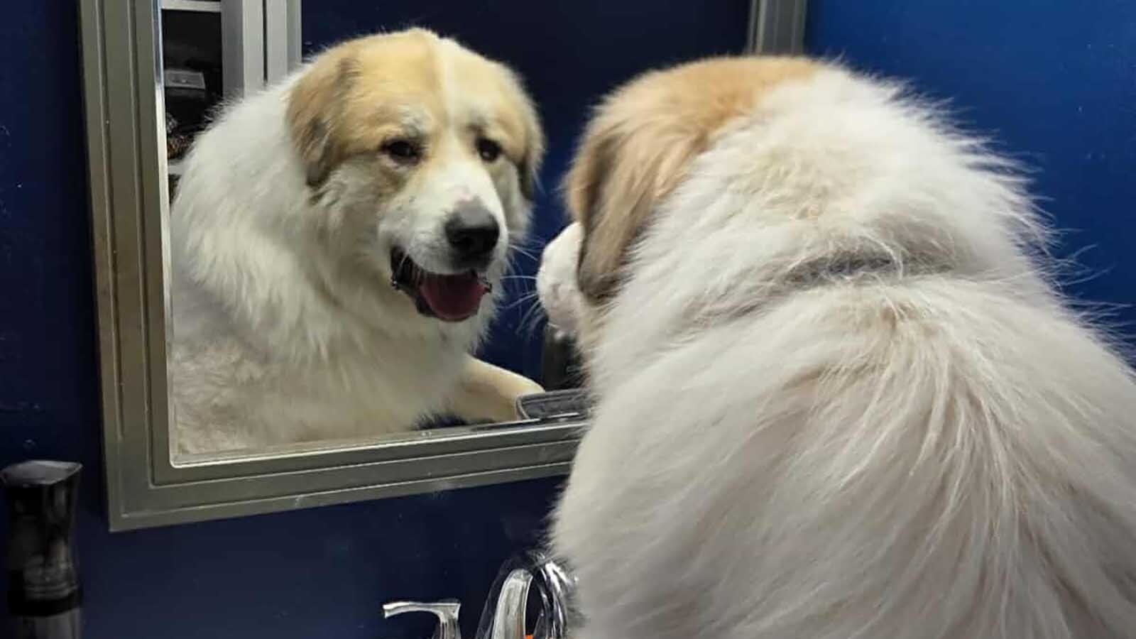 Zero is one of more than 100 animals rescued from a hoarder earlier in October, and seems to be having no issues adapting to his new home with the Clayton Harward-Willmer family.