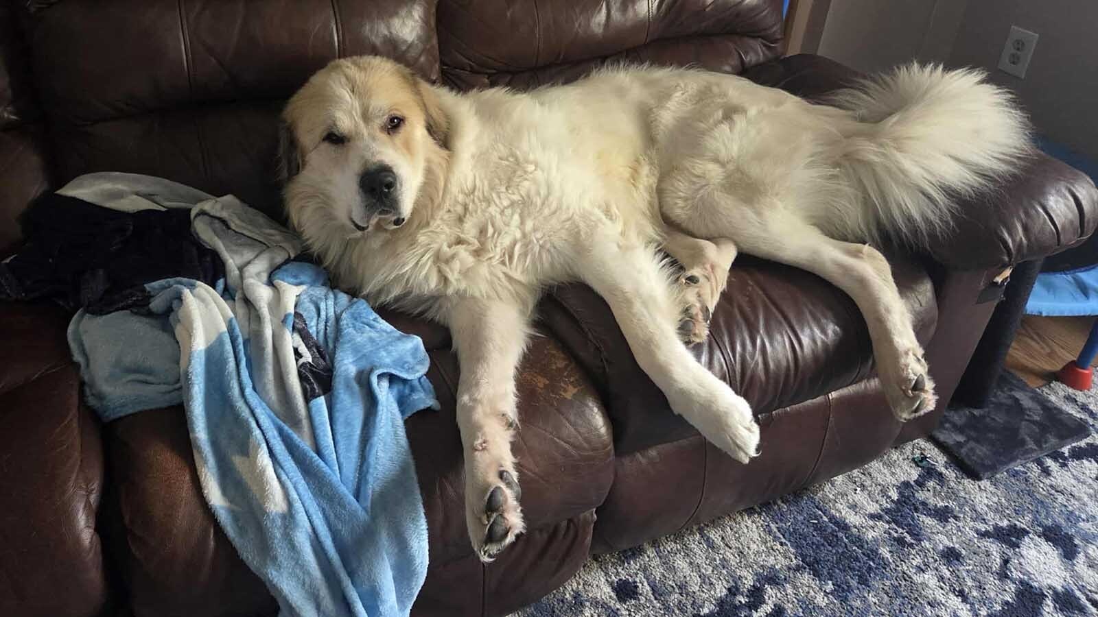 Zero is one of more than 100 animals rescued from a hoarder earlier in October, and seems to be having no issues adapting to his new home with the Clayton Harward-Willmer family.