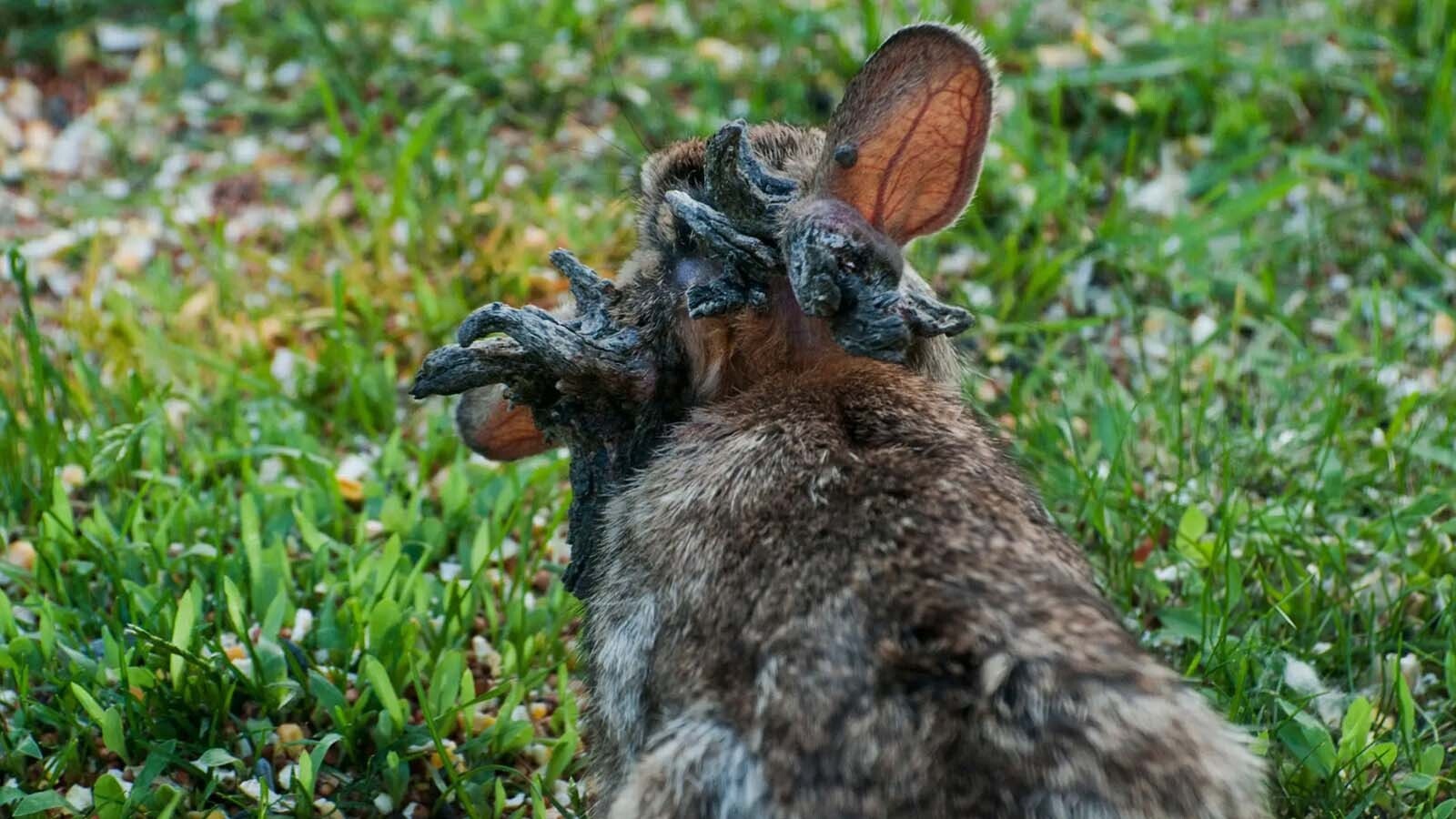 Sightings of “zombie rabbits” near Fort Collins have sparked a wave of speculation about what those horned critters are. Turns out they have a rare disease that causes growths all over — and likely the origin of Wyoming’s mythical jackalopes.