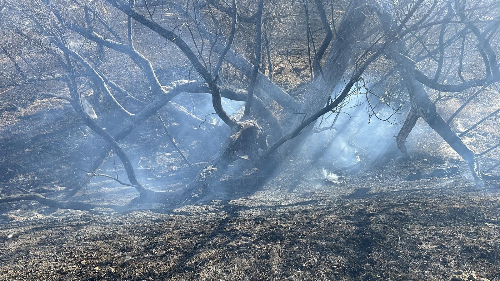 Trees, grass and a few wooden fence posts were burned in the fire.
