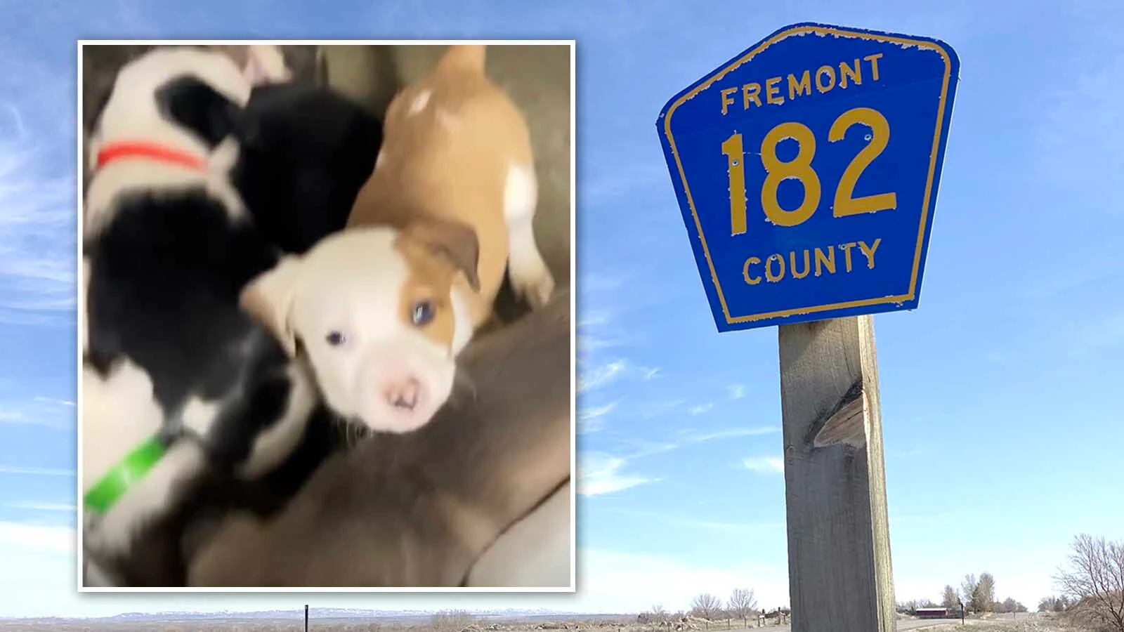 A Fremont County man faces 17 animal cruelty charges after deputies say they found dogs and 12 puppies living in a trailer without food and covered in feces. The “overwhelming odor of feces” was so bad a HAZMAT team had to recover the animals. Above, some of the puppies recovered from the trailer.