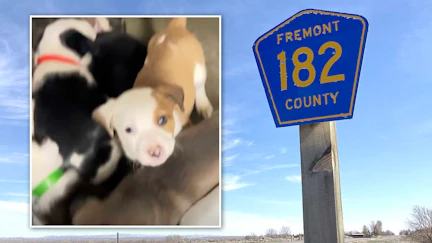 A Fremont County man faces 17 animal cruelty charges after deputies say they found dogs and 12 puppies living in a trailer without food and covered in feces. The “overwhelming odor of feces” was so bad a HAZMAT team had to recover the animals. Above, some of the puppies recovered from the trailer.
