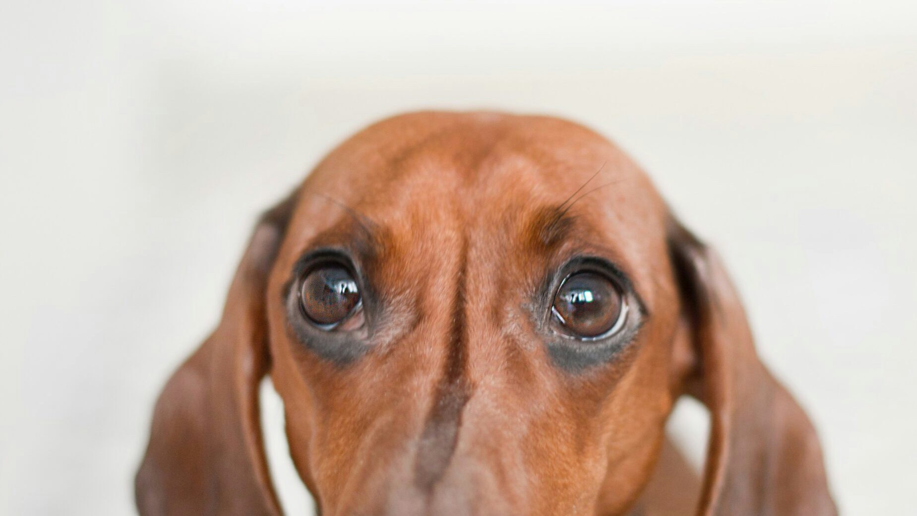 Adorable animal animal photography 895259 scaled