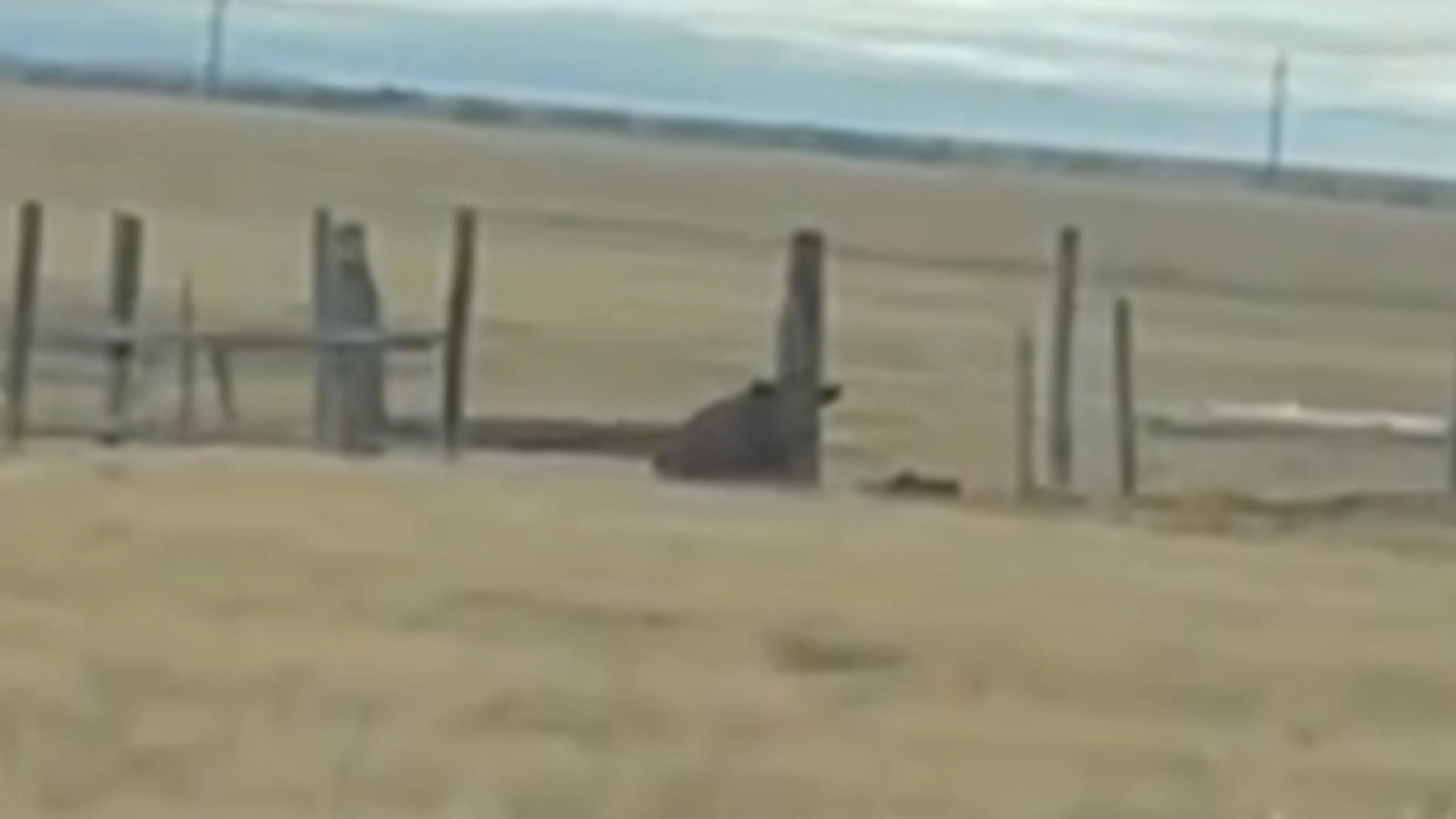 Albany county cow 10 28 26