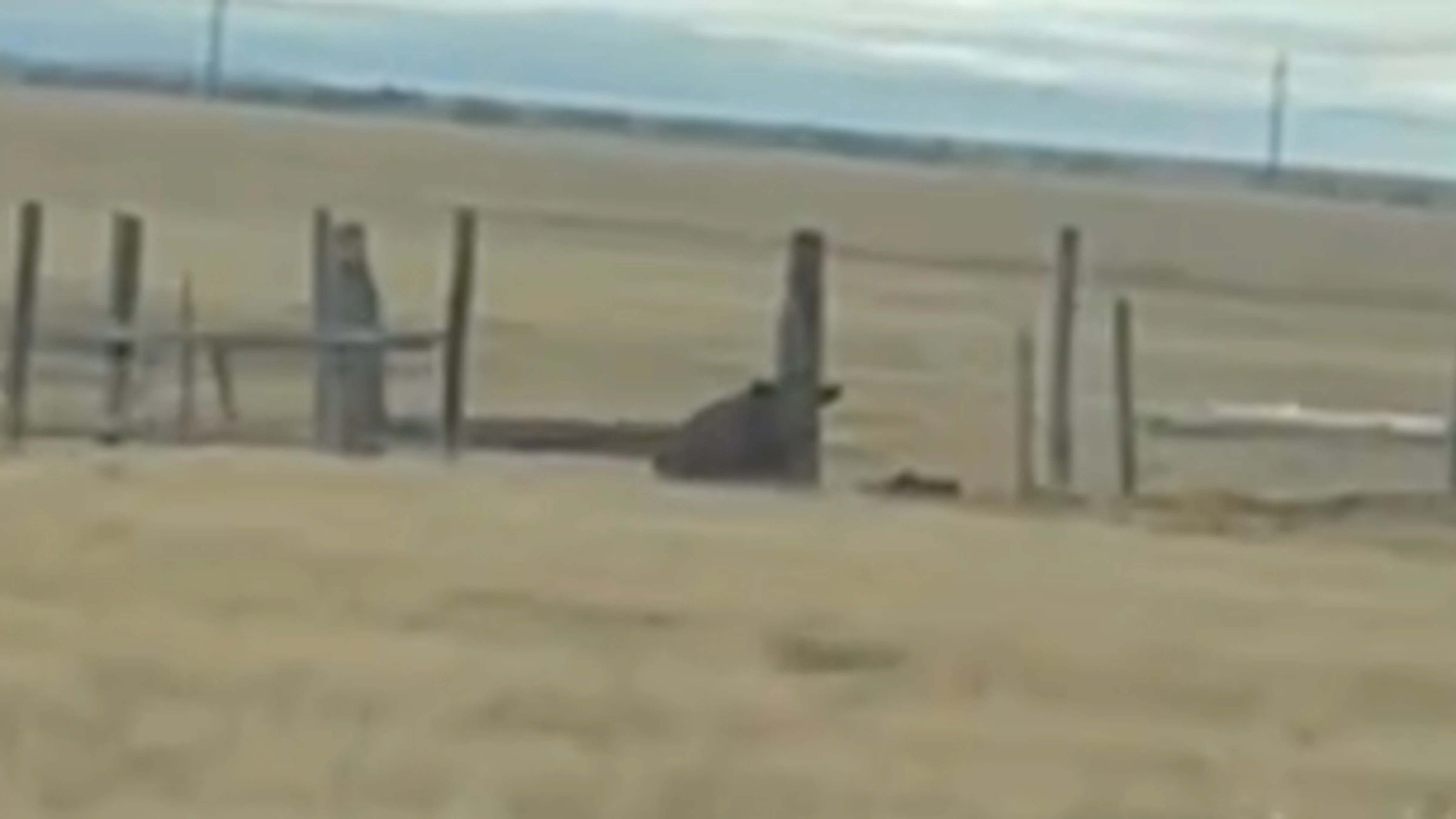 Albany county cow 10 28 26