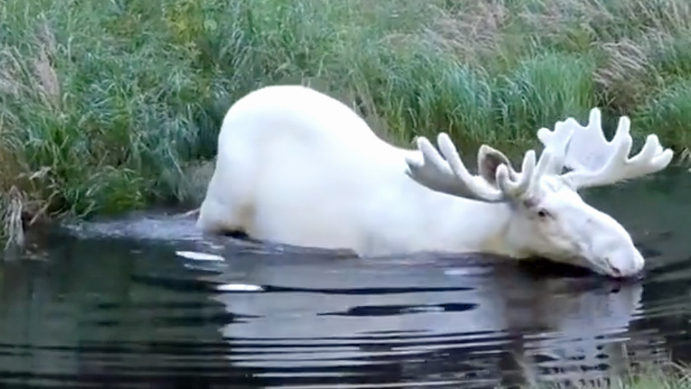 Albino moose 8 17 22
