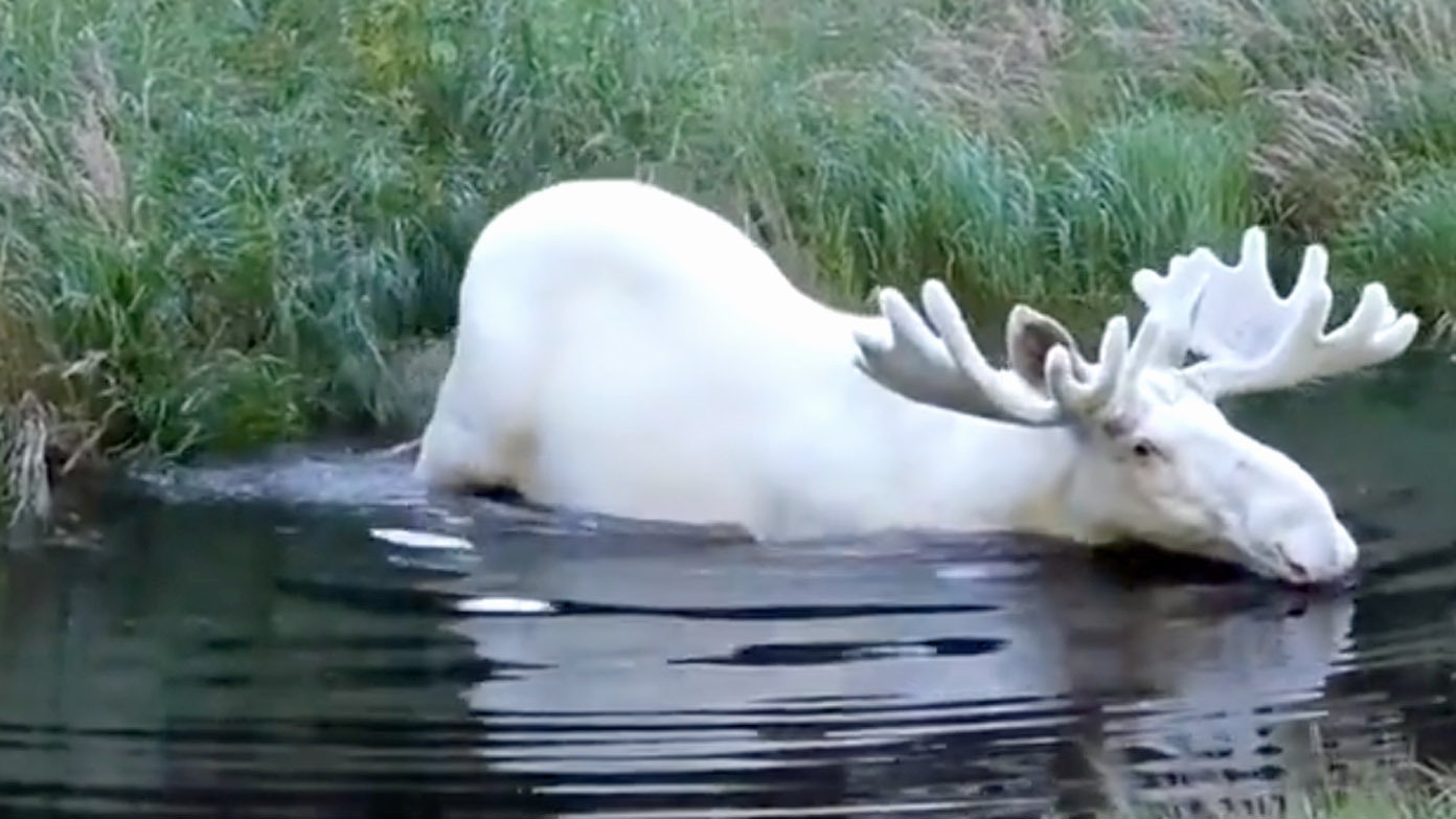 Albino moose 8 17 22