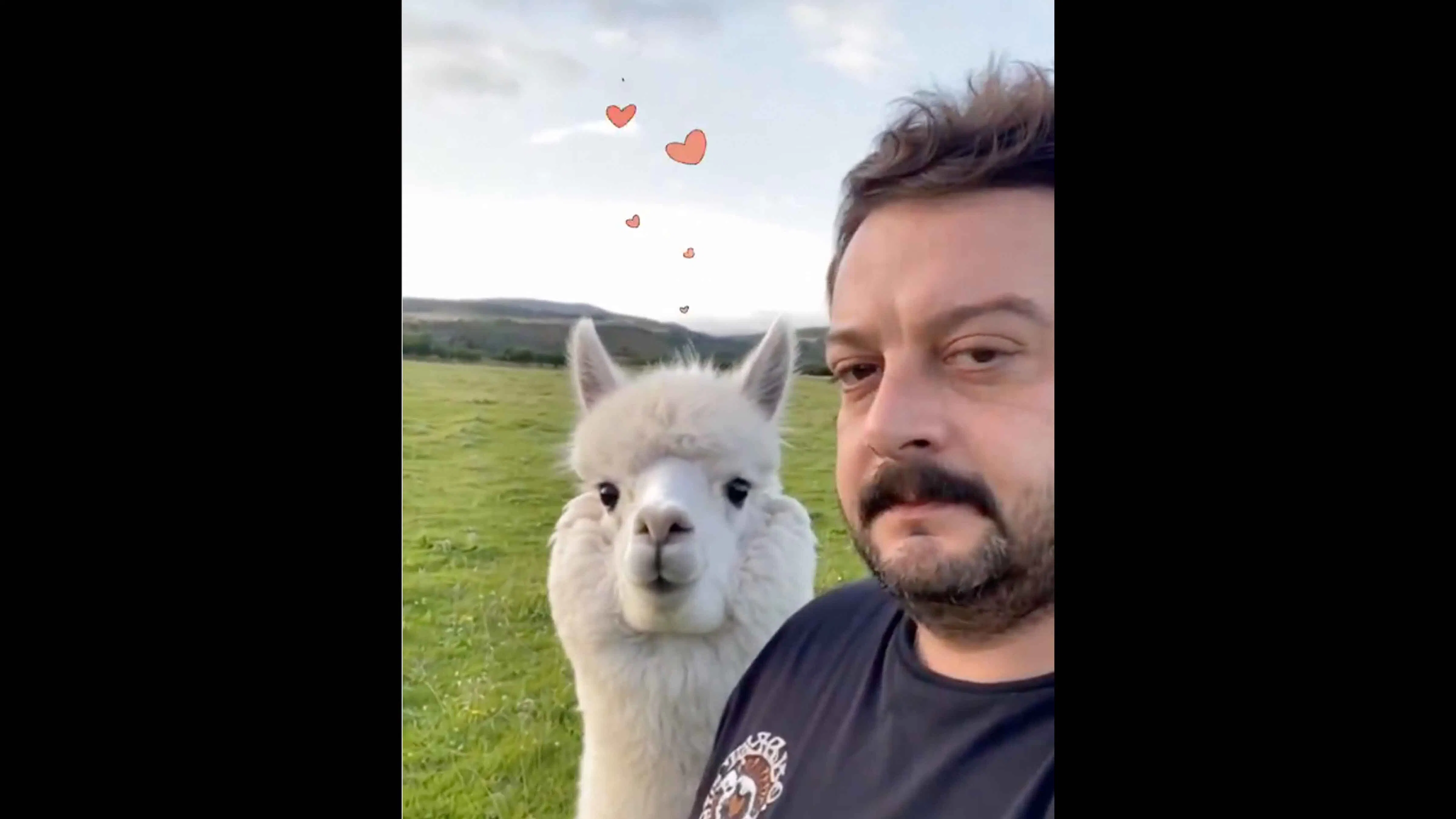 Alpacas 7 13 26