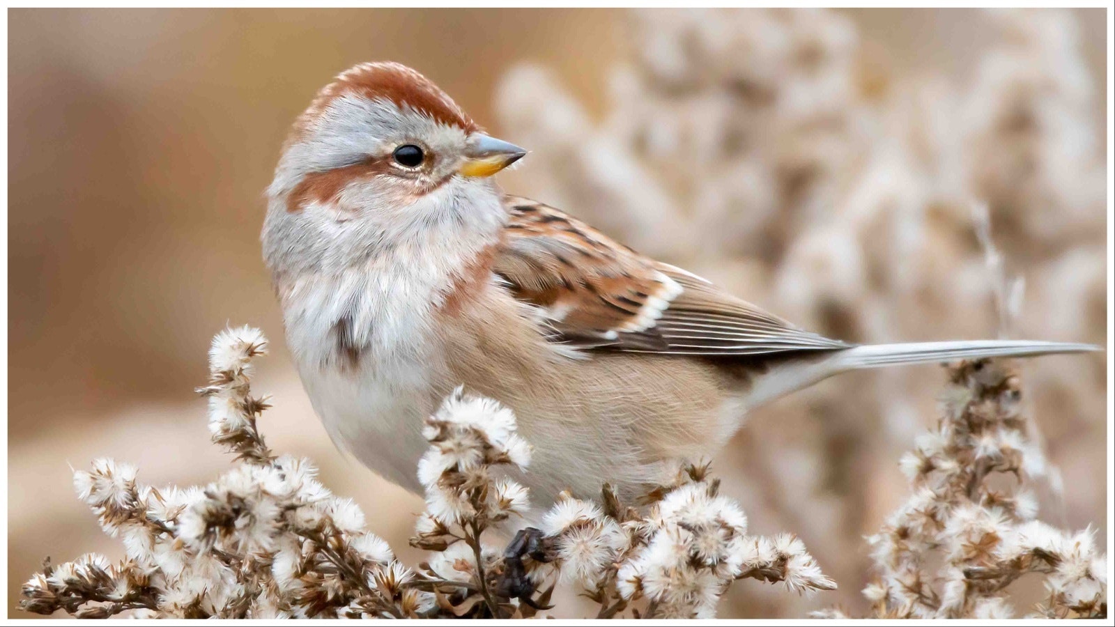 When Wyoming birders searched for American tree sparrows and Rough-legged hawks this year, the birds were scarce. Enthusiasts are blaming the warmer winter.