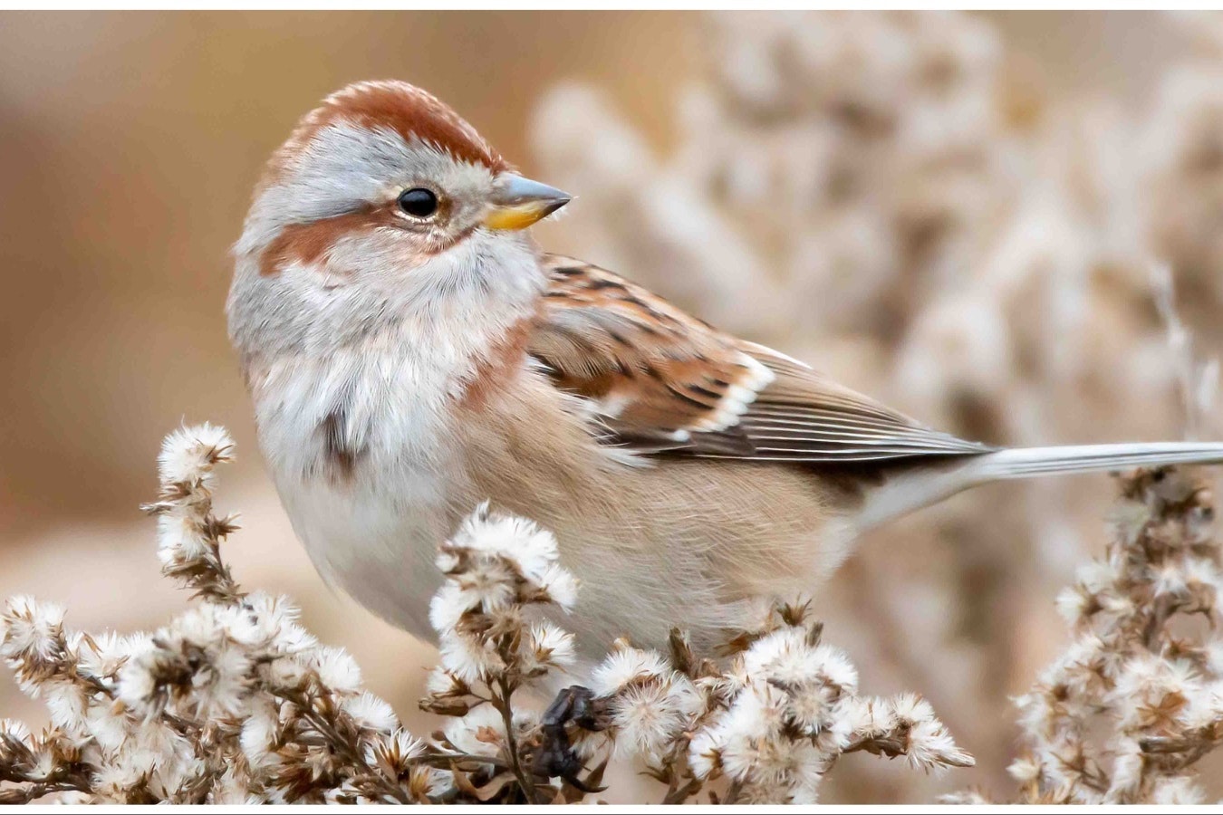 When Wyoming birders searched for American tree sparrows and Rough-legged hawks this year, the birds were scarce. Enthusiasts are blaming the warmer winter.