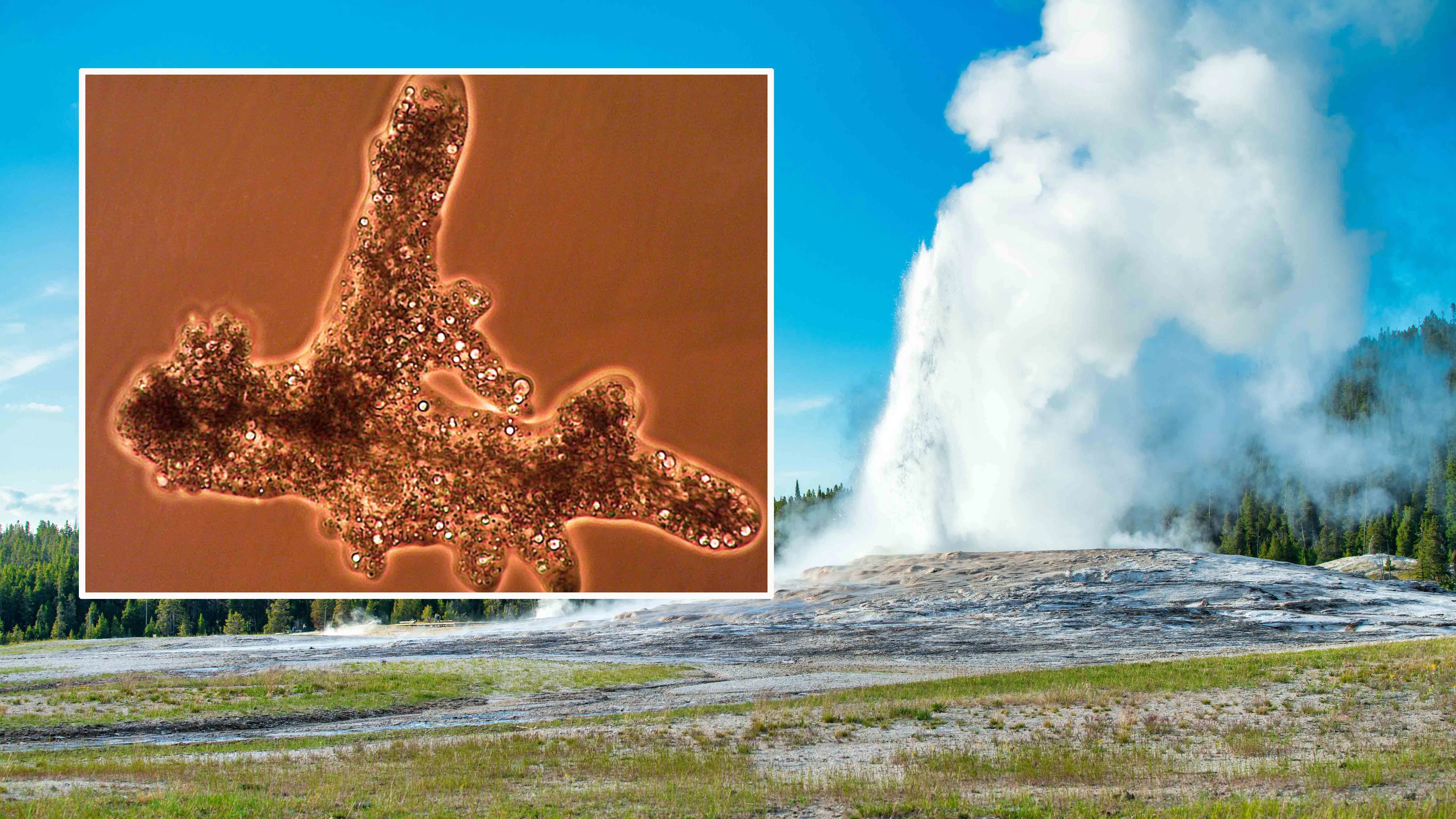Scientists Confirm 'Brain-Eating Amoeba' Is Widespread In Yellowstone and Grand TetonBrain-eating amoebas are thriving in Yellowstone and Grand Teton national parks, and they’re probably more widespread than most people realize. Scientists