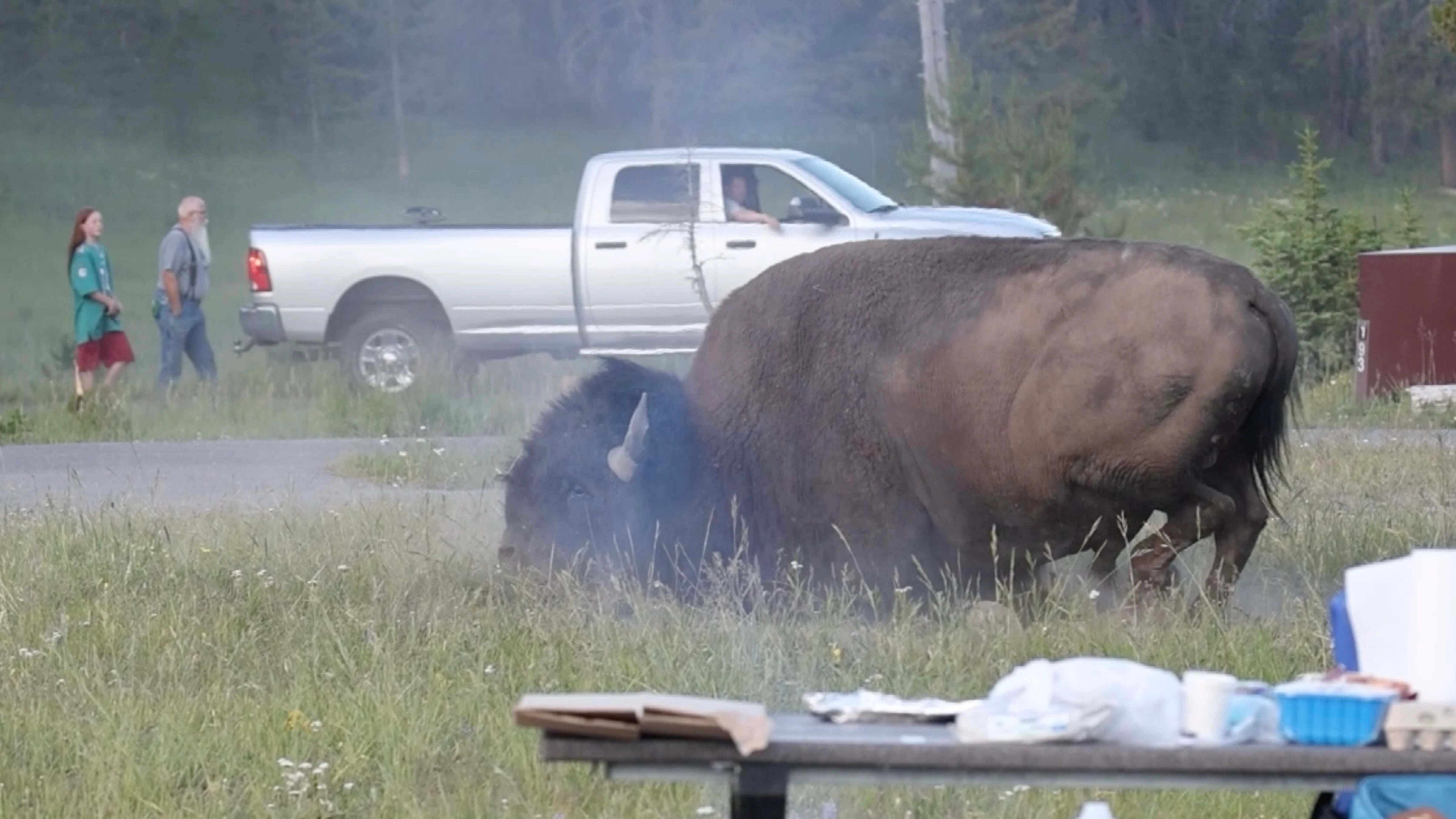 An angry bison rampages through a Yellowstone National Park campground on Friday, July 10, 2026.