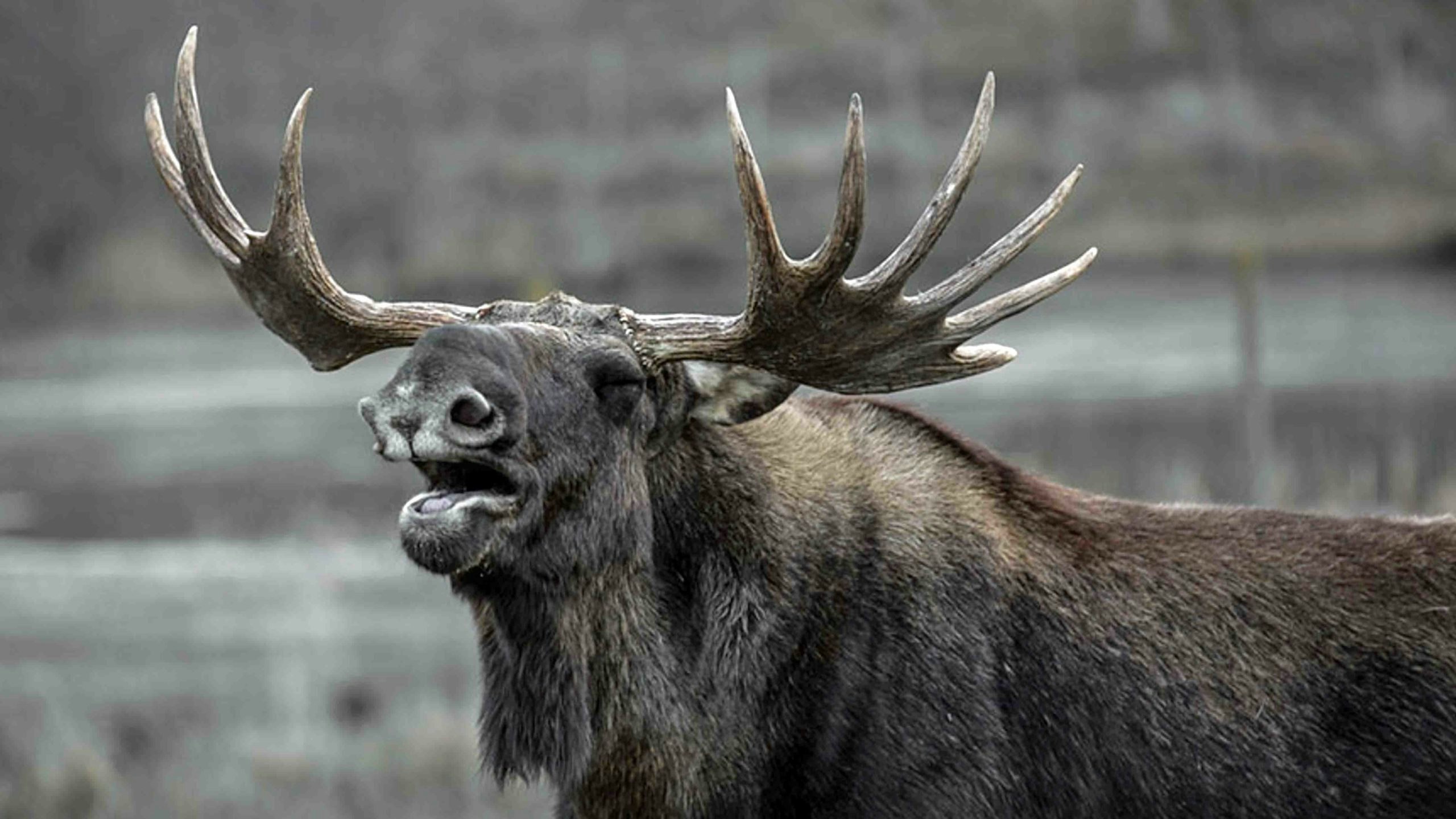 Angry moose scaled