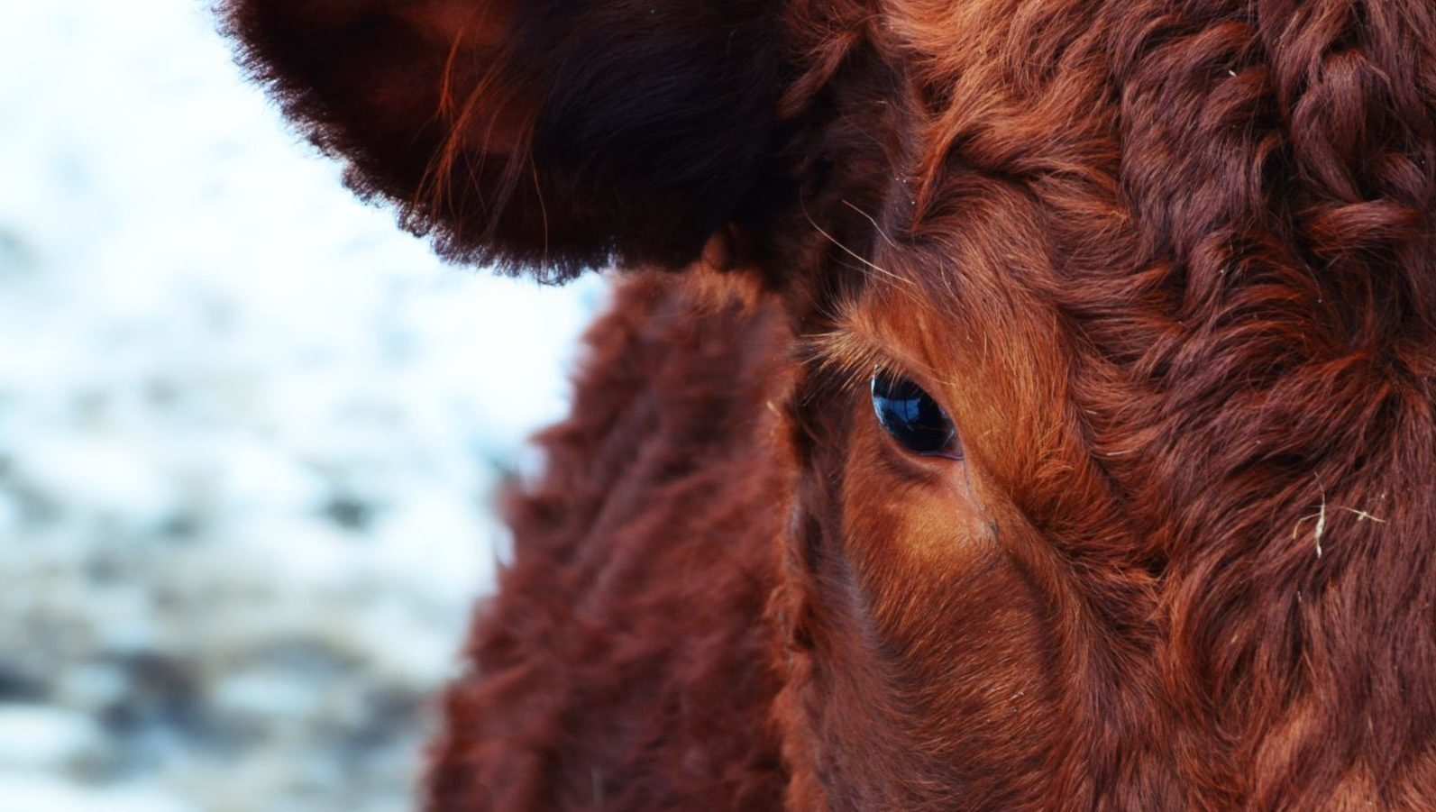 Animal animal photography brown 67236 e1665594879120