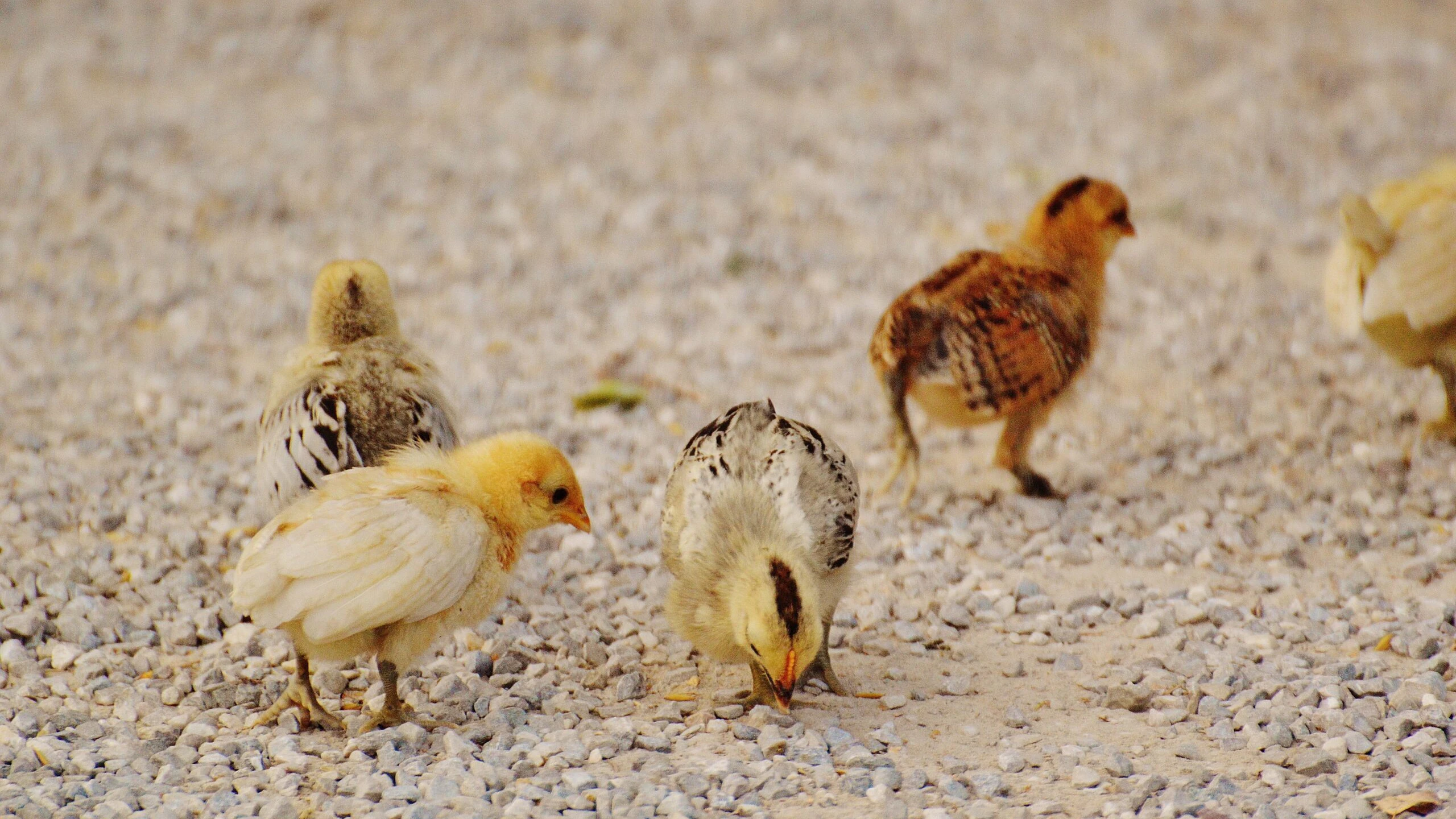 Animal avian baby 162226 scaled