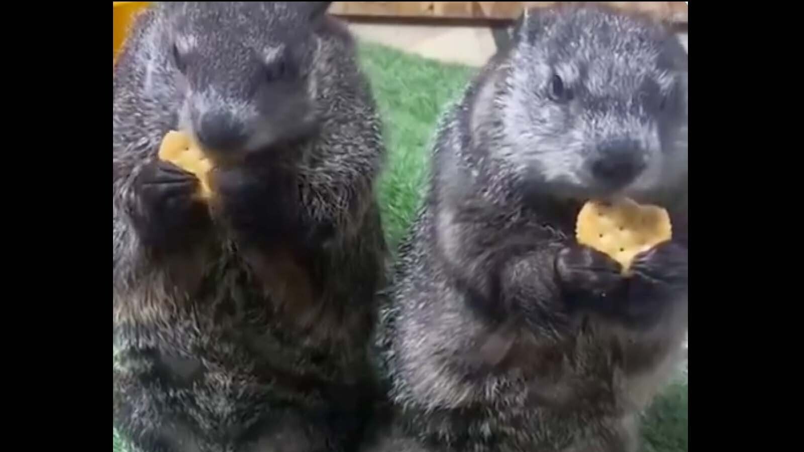 Animals eating food 8 19 25