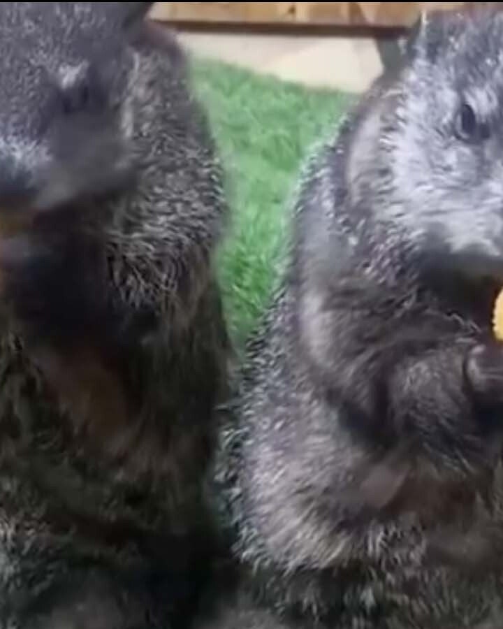 Animals eating food 8 19 25