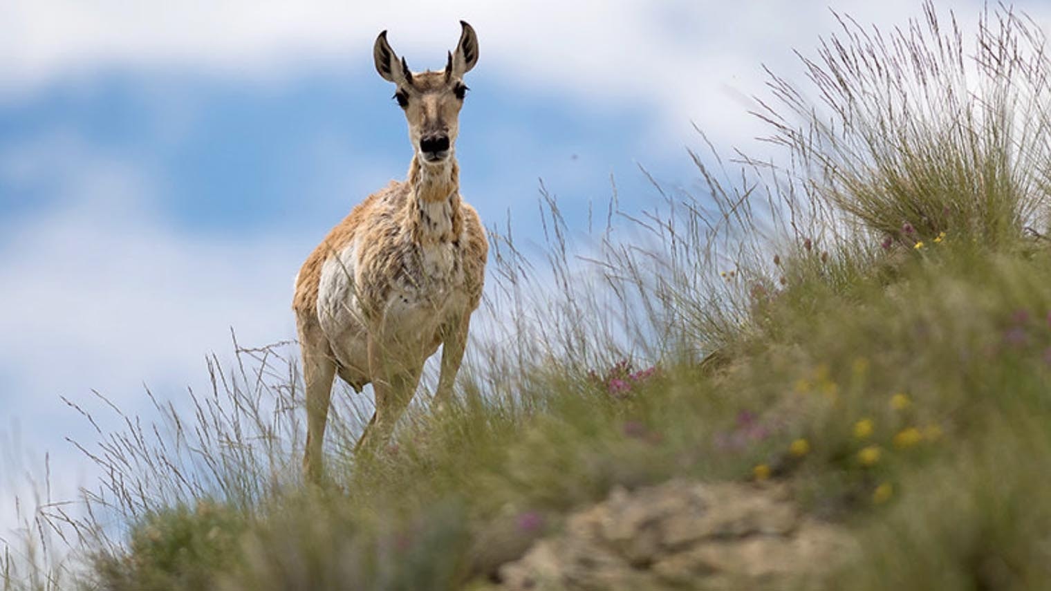 Antelope powell tribune