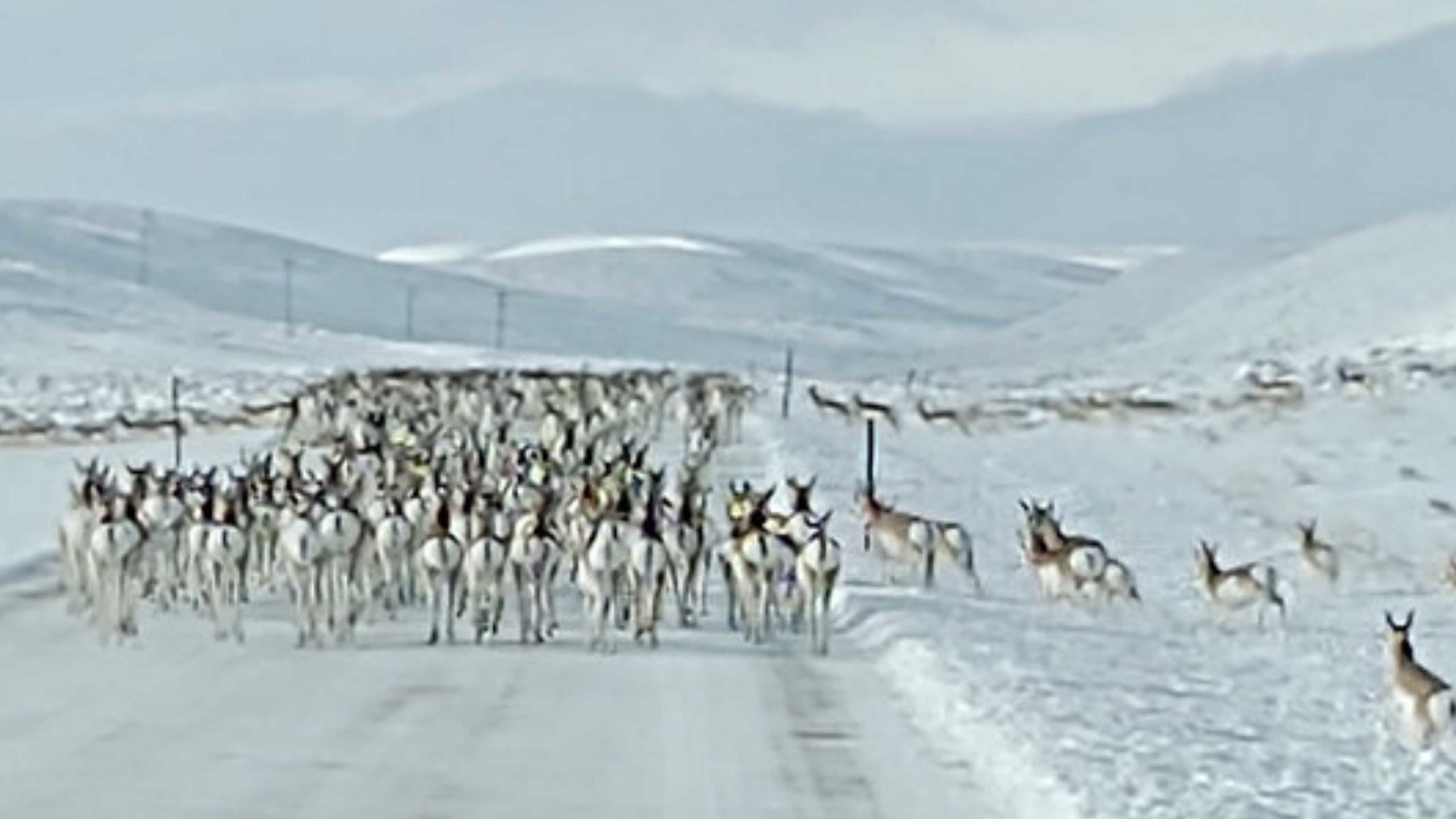 Antelope winter 1 12 23 scaled