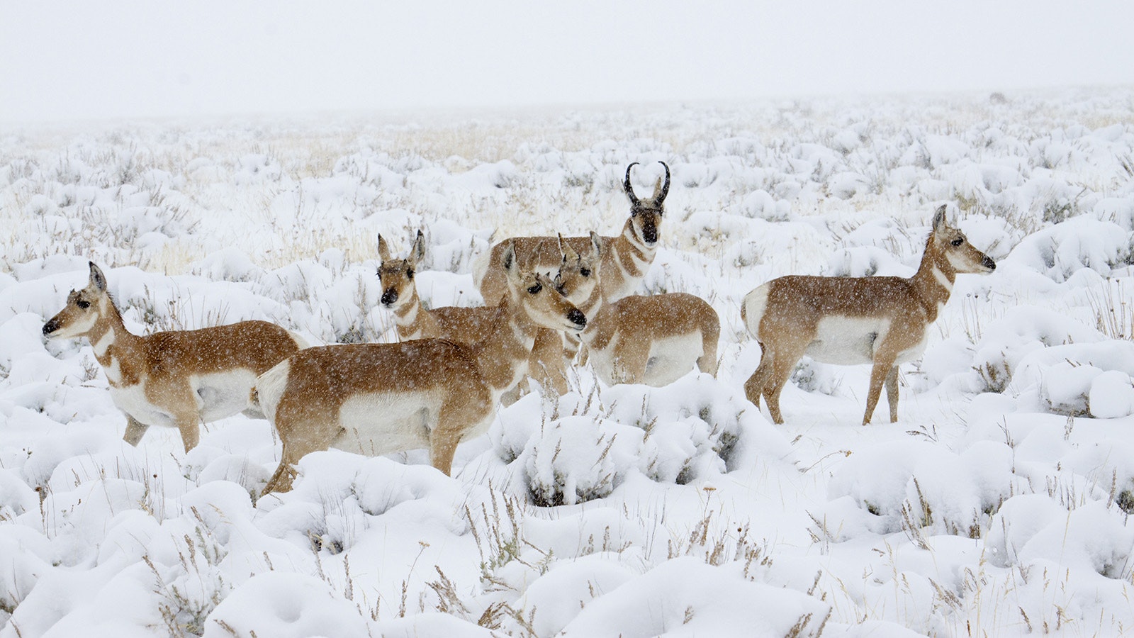 Antelope winter 3 8 23