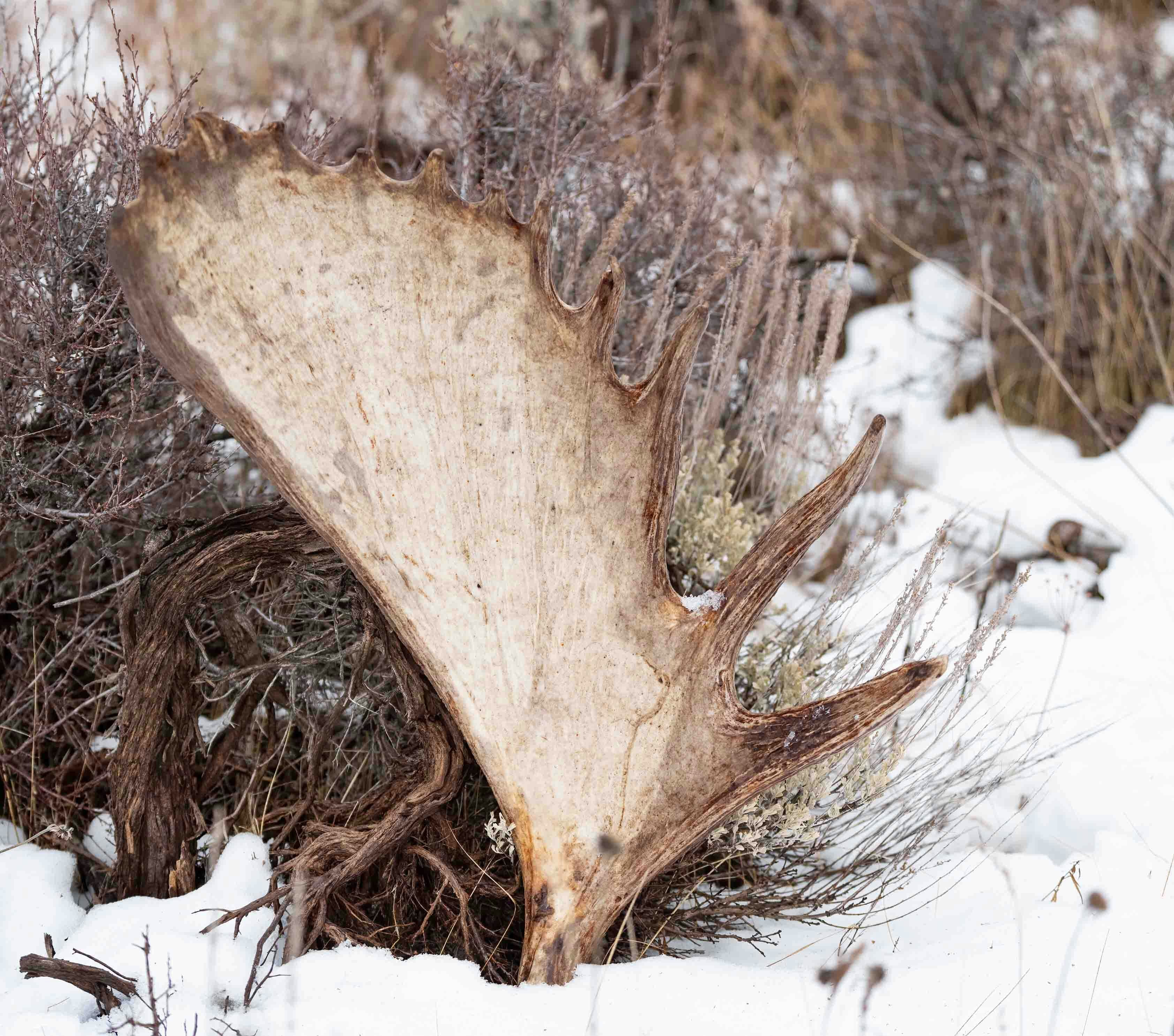 This massive antler was shed by Hoback, the most famous of Grand Teton National Park’s beloved bull moose.