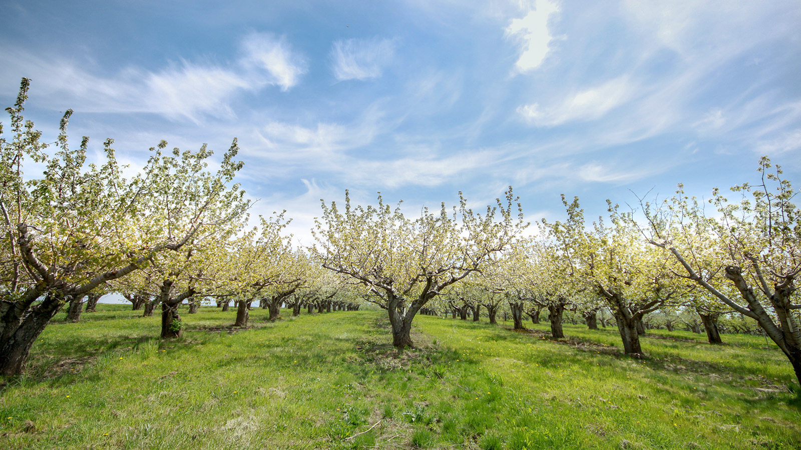 Trees and shrubs in Wyoming have been getting some mixed signals from Mother Nature, with temperatures near 80 degrees one day and in the teens shortly thereafter. How do the trees know when the weather's trying to confuse them?