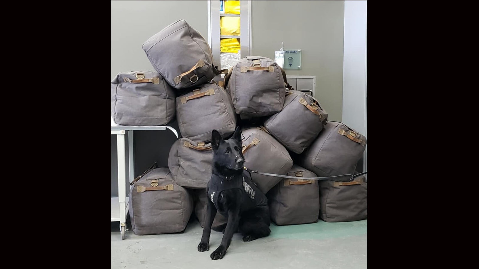 Arie drug sniffing dog