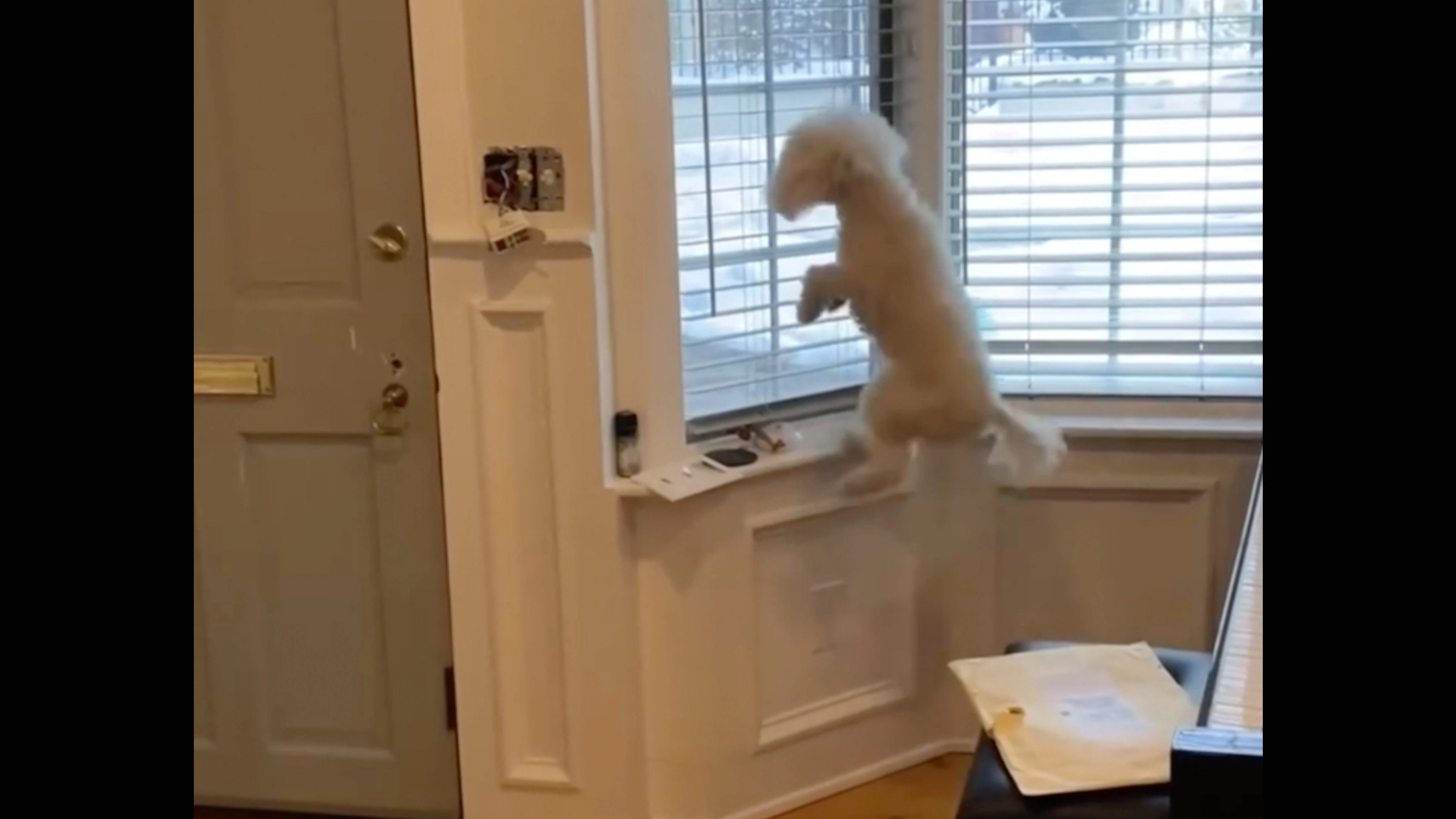 Australian dogs 4 12 26