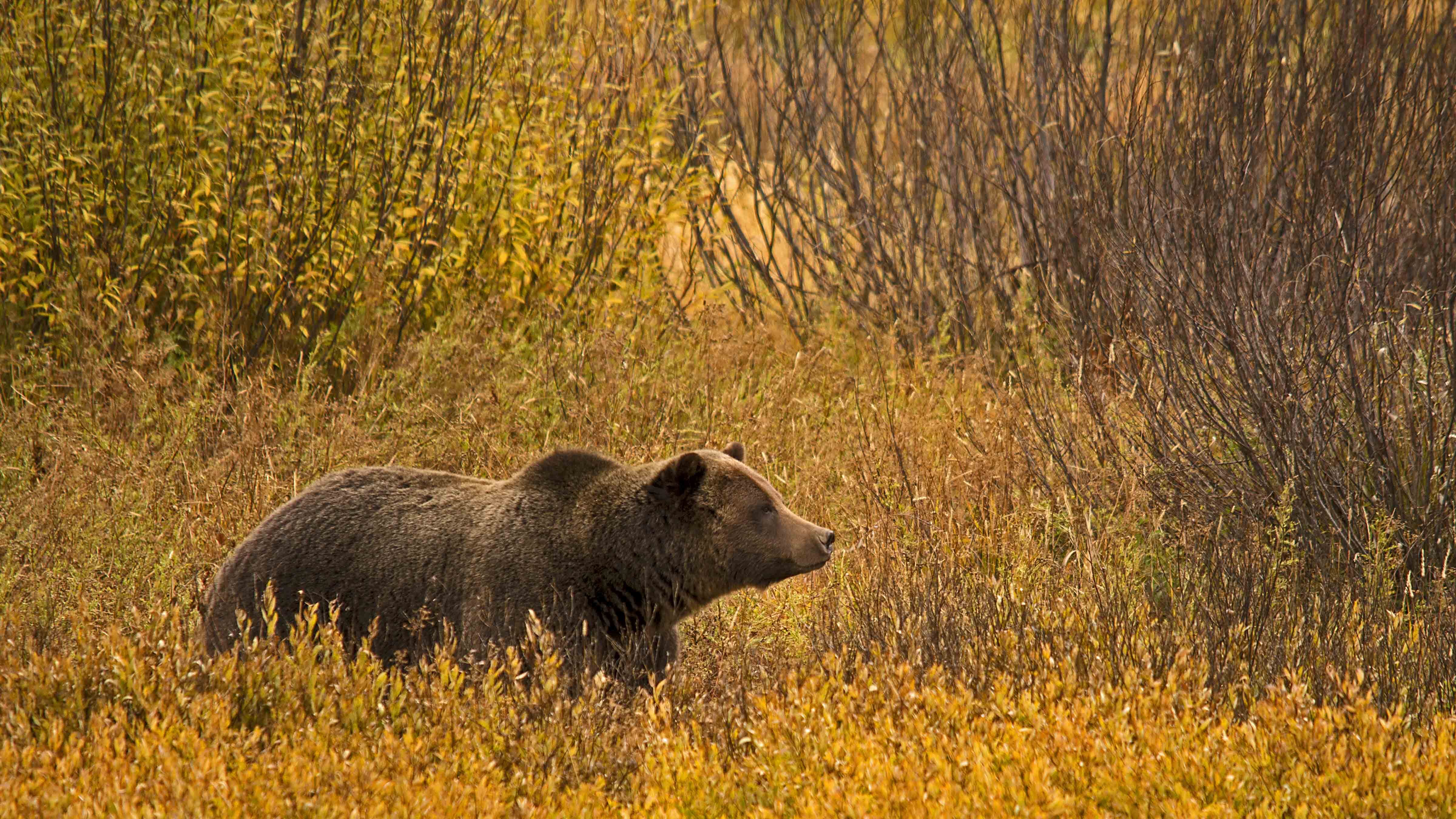 As hibernation season starts for Wyoming’s grizzlies, don’t take for granted that the bears are out of the woods. Biologists say some bears can stay out and active into December.