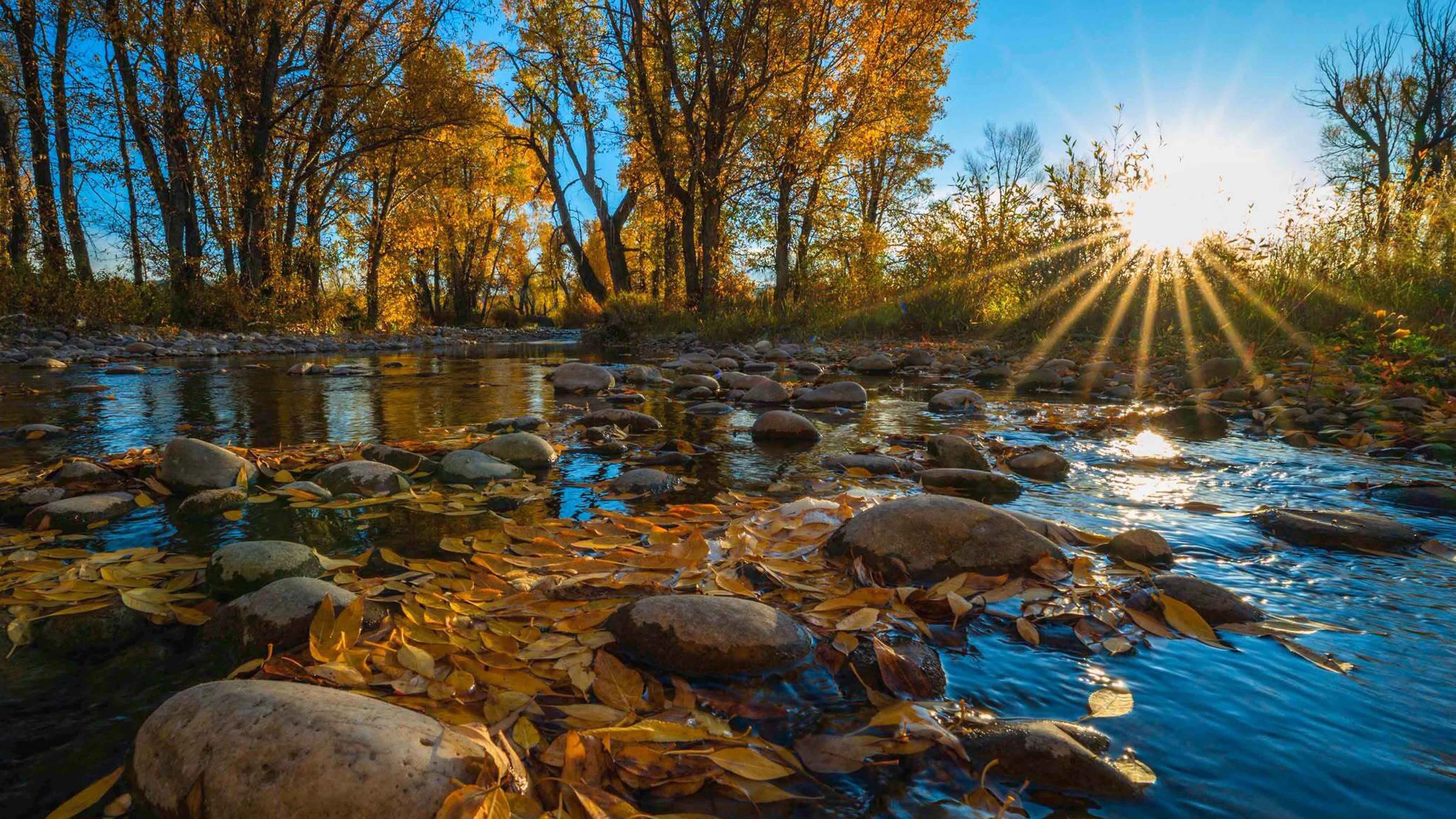 Autumn weather has finally hit the state of Wyoming. Fall foliage in Grand Teton National Park.