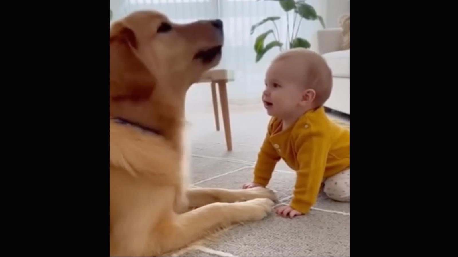 Babies and dogs 10 16 25