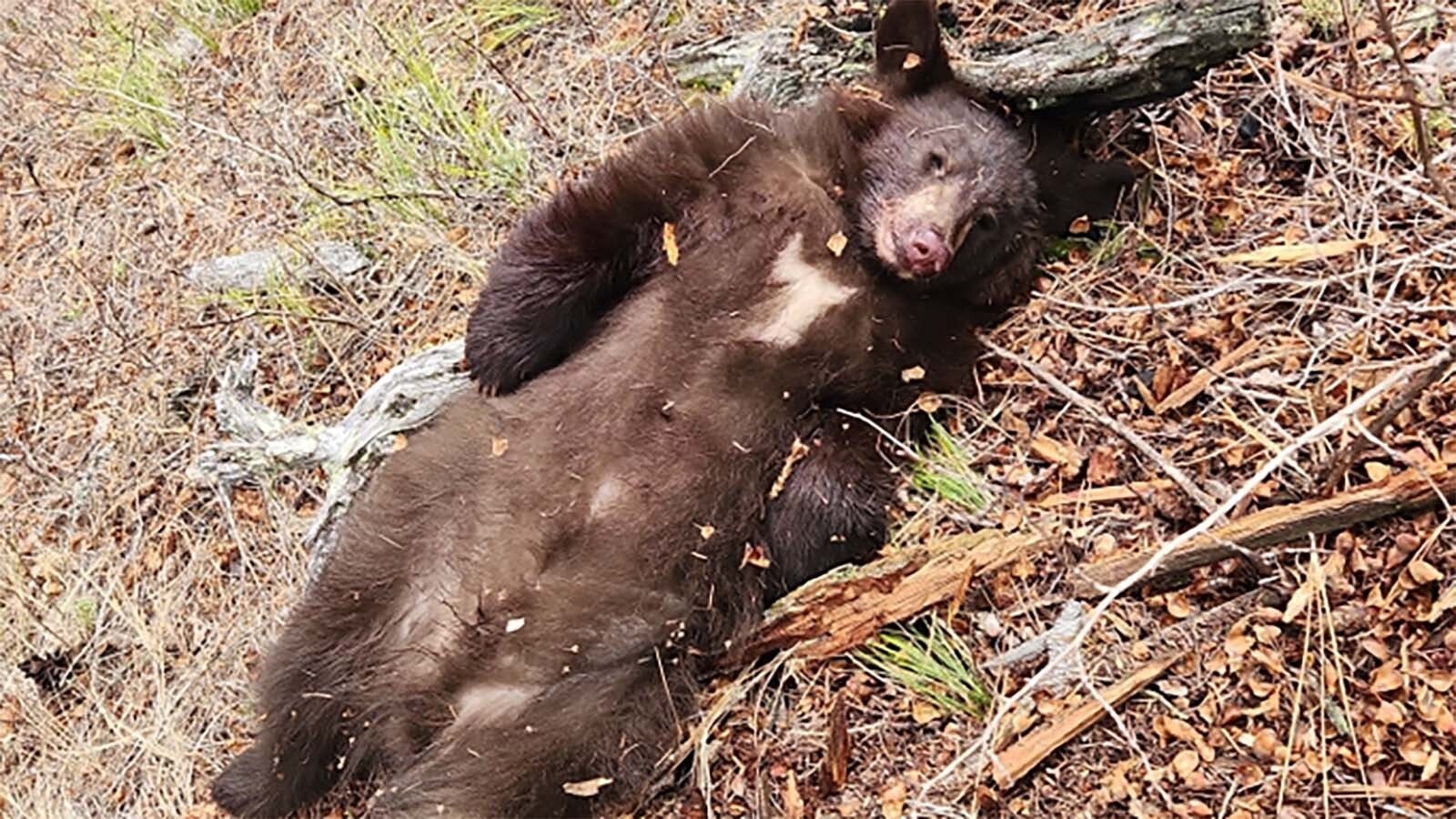 Authorities say somebody shot and killed this young-of-the-year black bear cub near Stevensville, Montana sometime between Nov. 20 and Nov. 22.