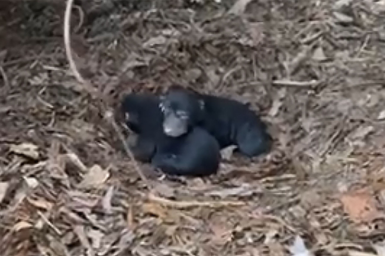 A pair of newborn black bears found while shed hunting in this image from video.