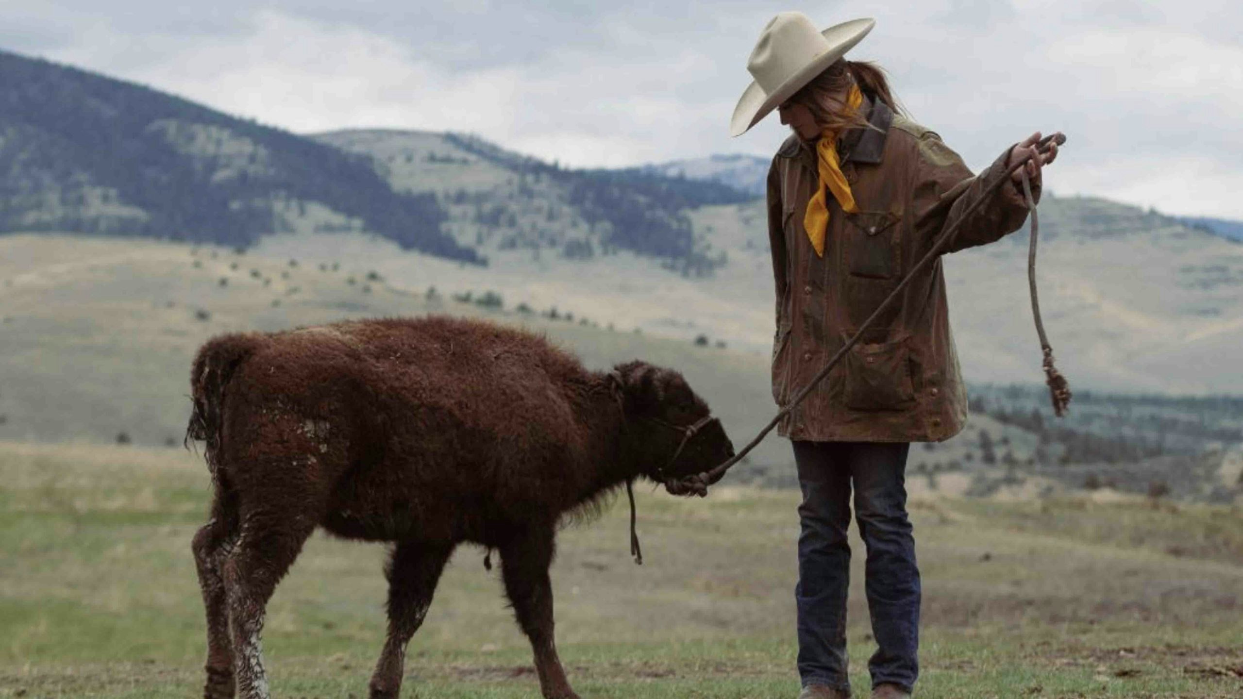 Baby bison 2 11 19 22 scaled