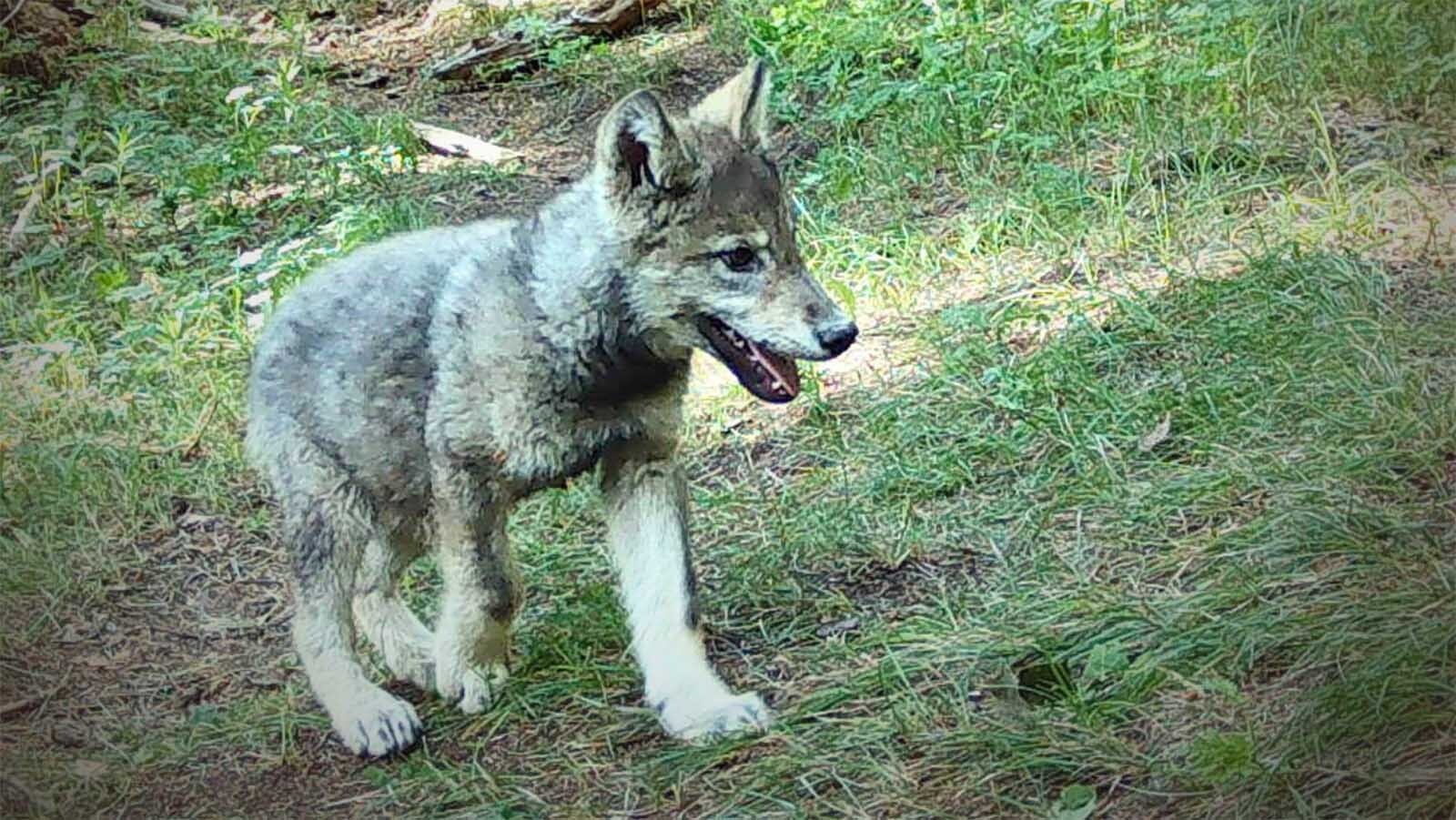 This trail cam photo taken on June 22 shows a wolf pup from the King Mountain pack in Routt County, Colorado. Wildlife officials say there are now four wolf packs with pups in Colorado.