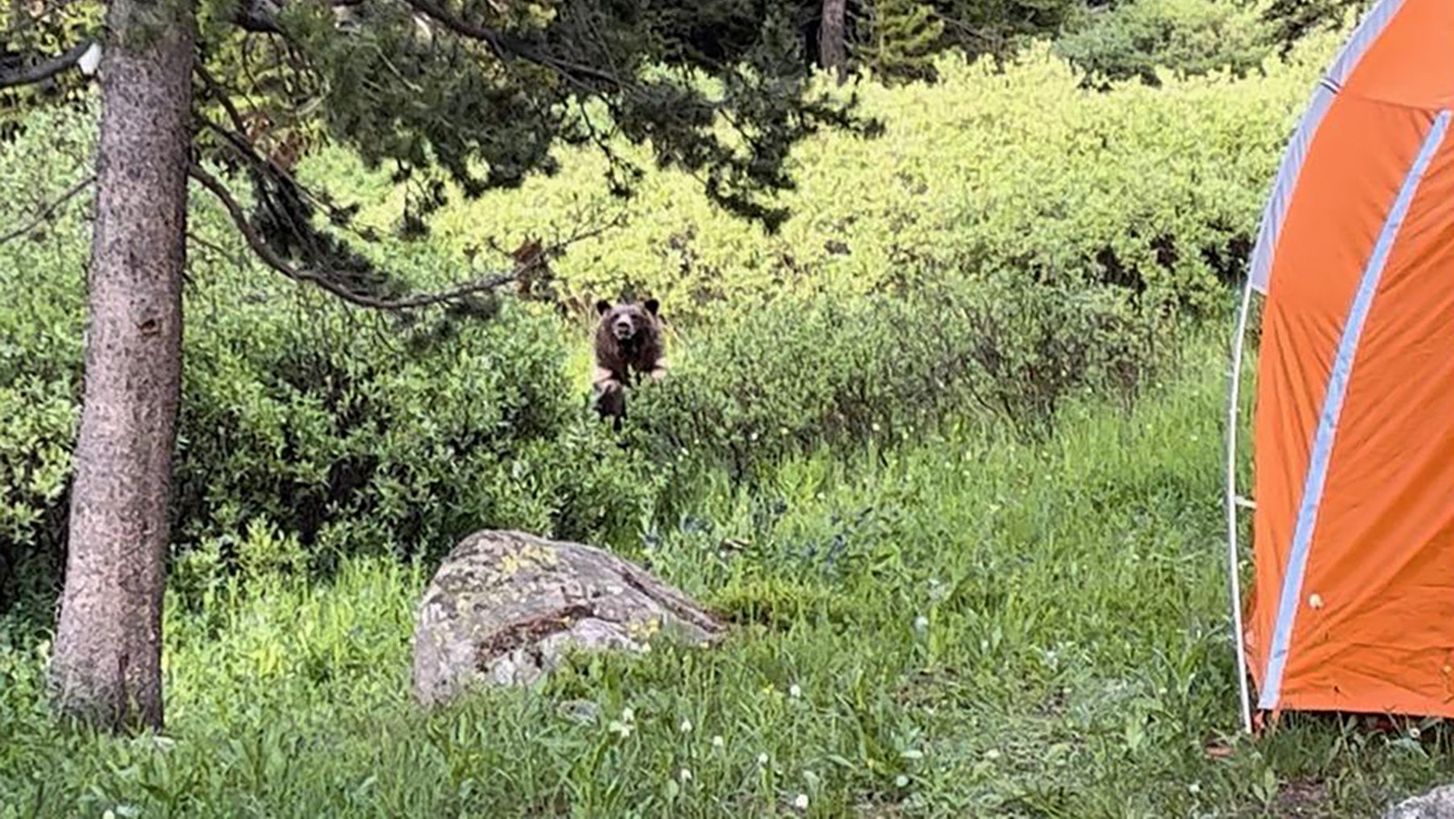 Wyoming Game and Fish agents had to kill this young grizzly bear after it repeatedly showed bold and aggressive behavior toward people along roads and in campgrounds in northwest Wyoming.