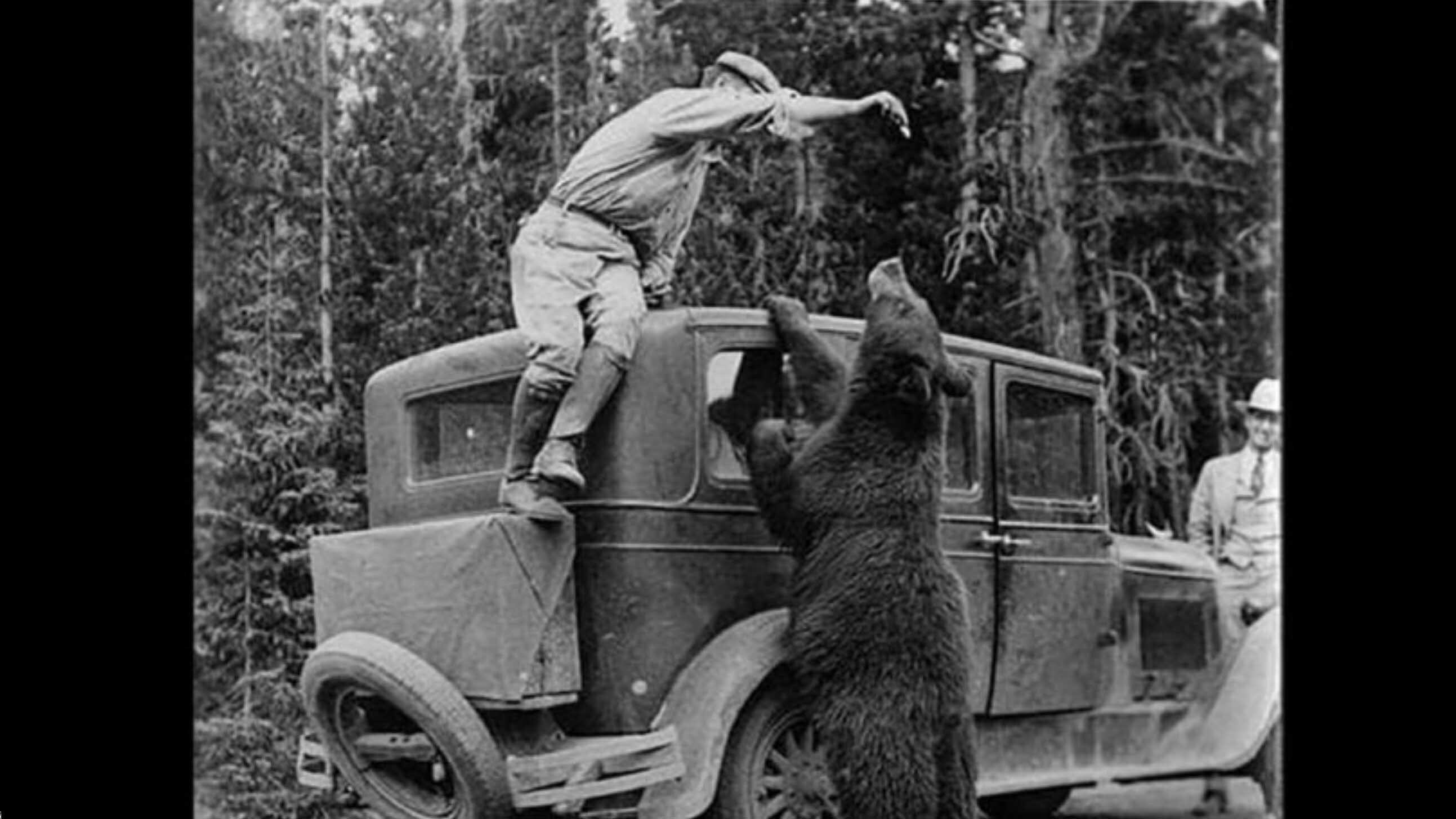Bad yellowstone feed bears 2
