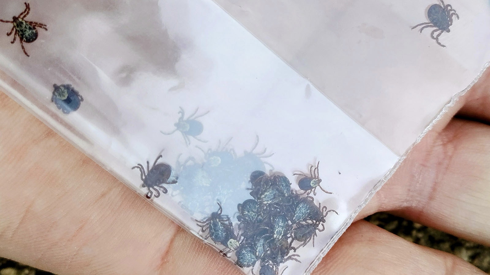 Entomologist Hunter Deerman caught 53 ticks in a matter of minutes in rural Laramie County on Sunday.