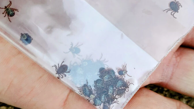 Another consequence of Wyoming's abnormally warm winter is a much earlier tick season. Entomologist Mikenna Smith says not only are ticks out and about now but it's likely there will be a lot more them this year. "I'm a bit worried," she said.