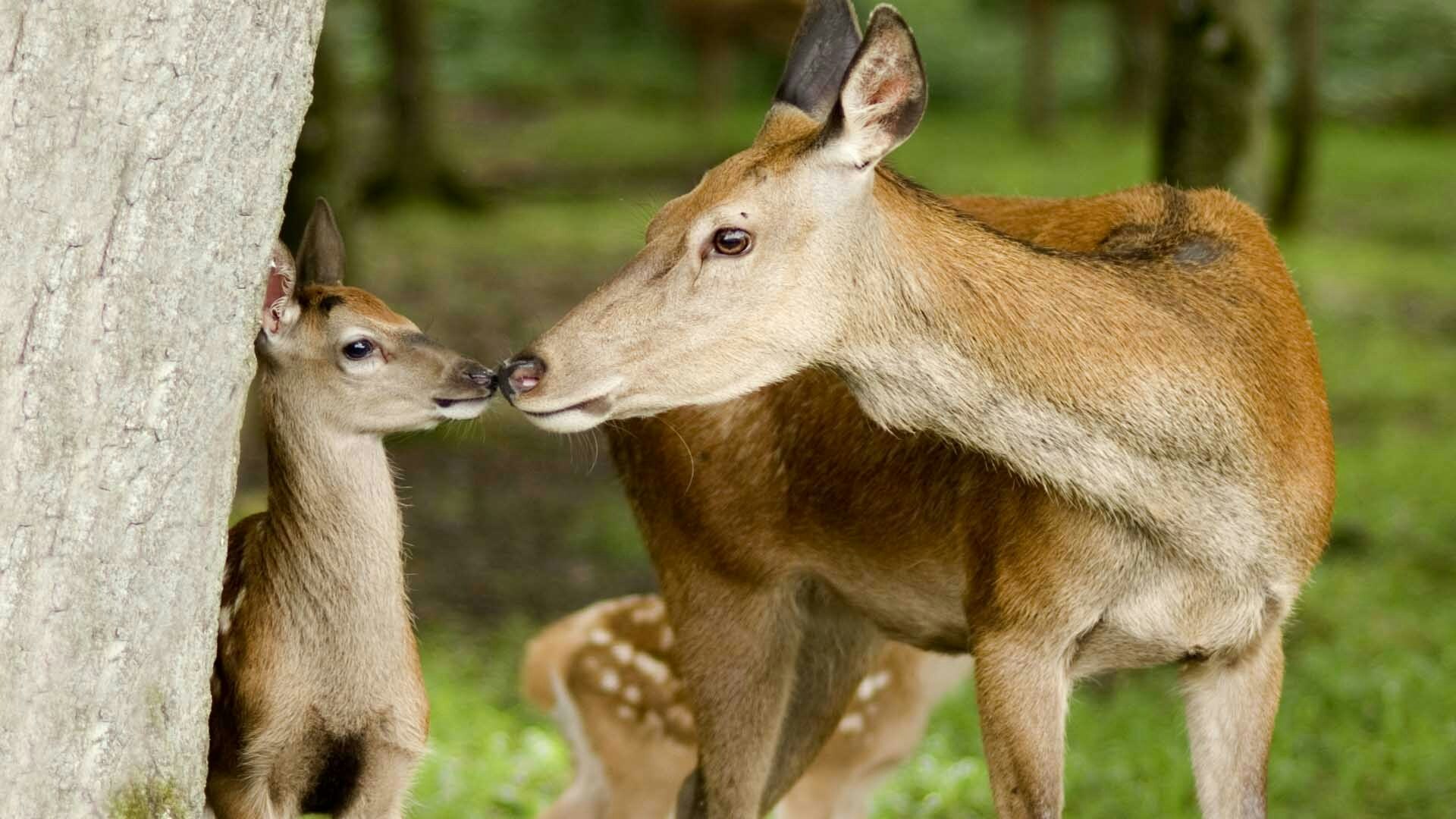Bambi