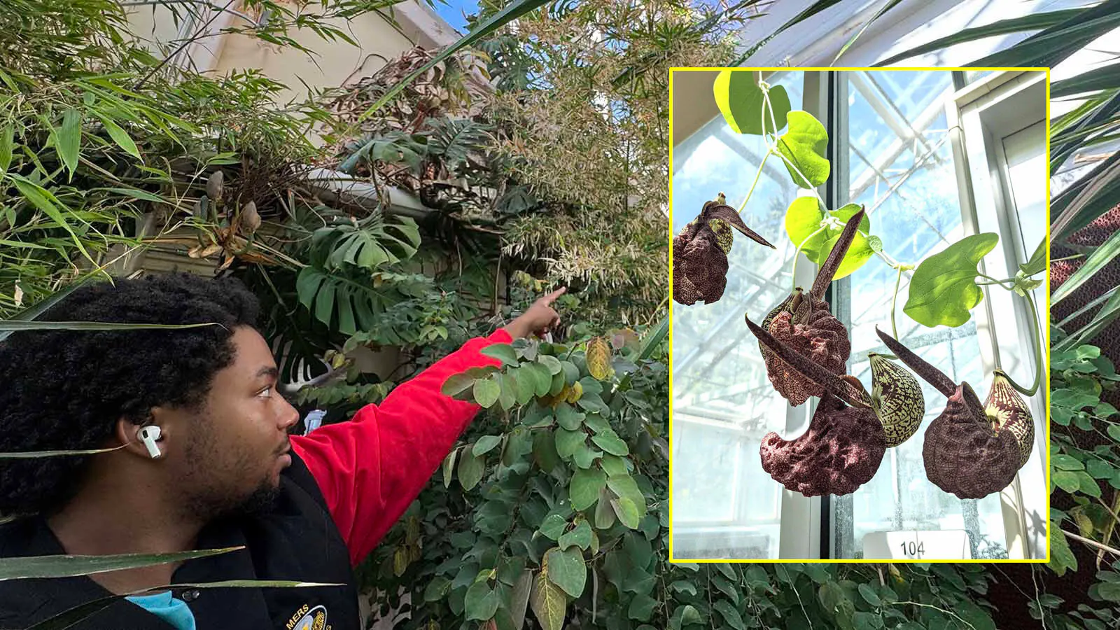 UW geology undergraduate and Williams Conservatory student employee Heizkah Jackson, 20, points toward the black bamboo that recently flowered and is beginning to die. 