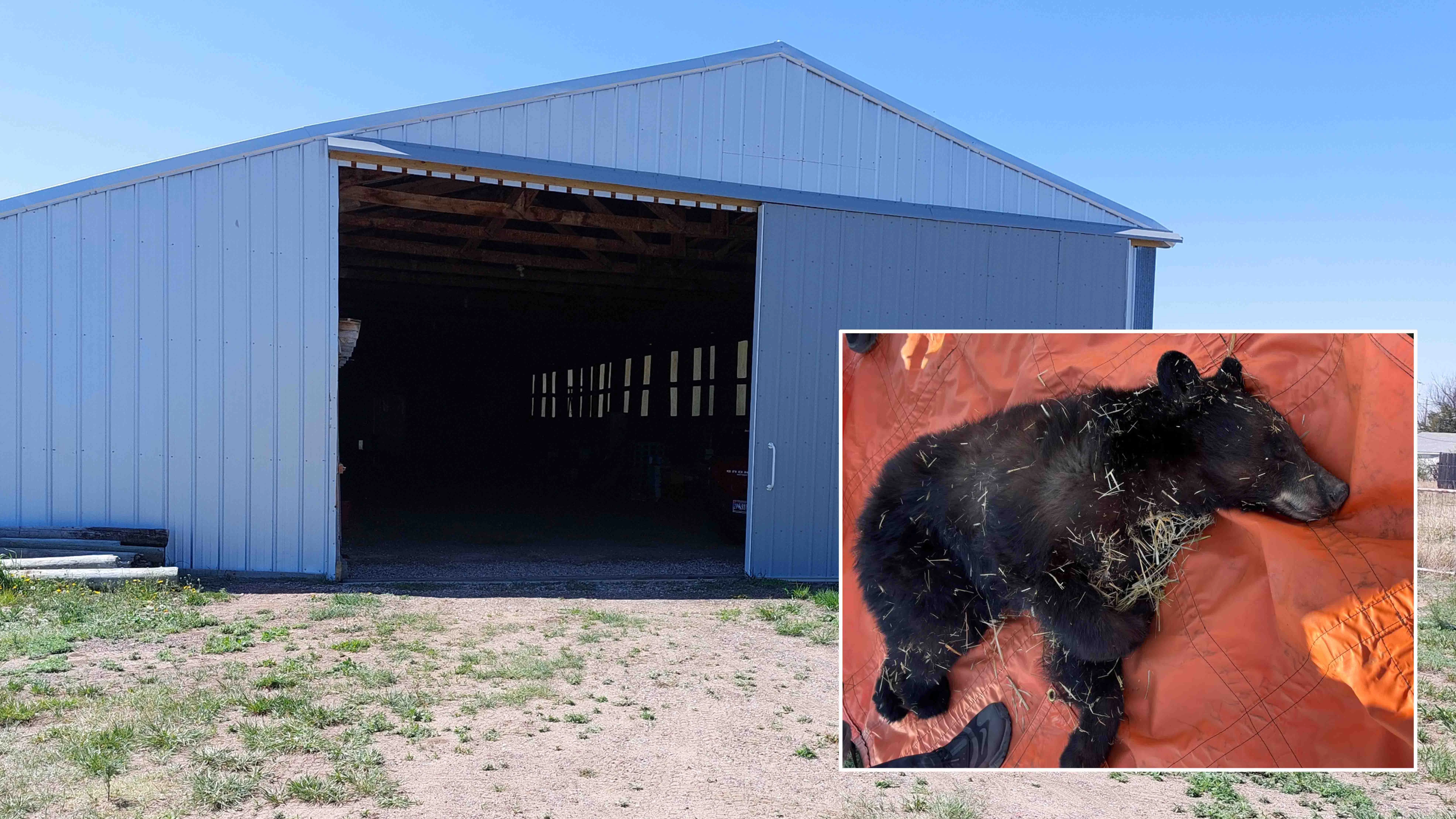 Barn bear 5 12 26